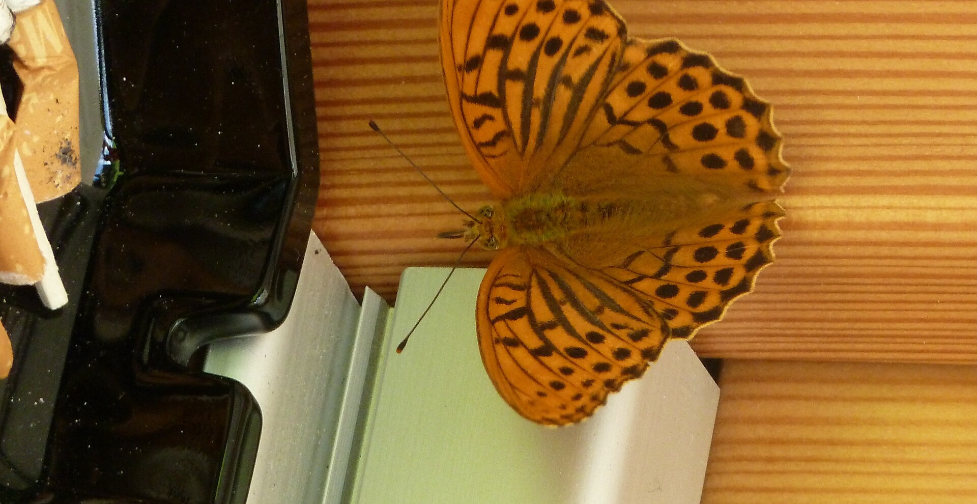 Schmetterling
