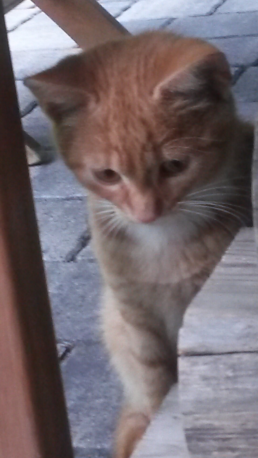 cats