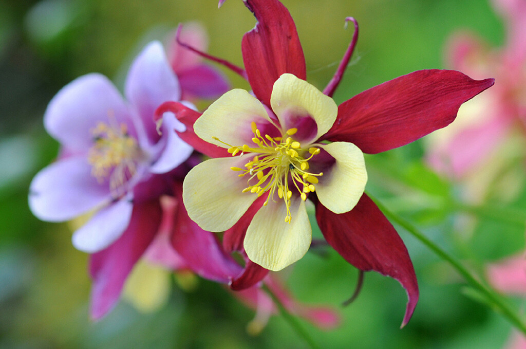 Flower "Akelei"