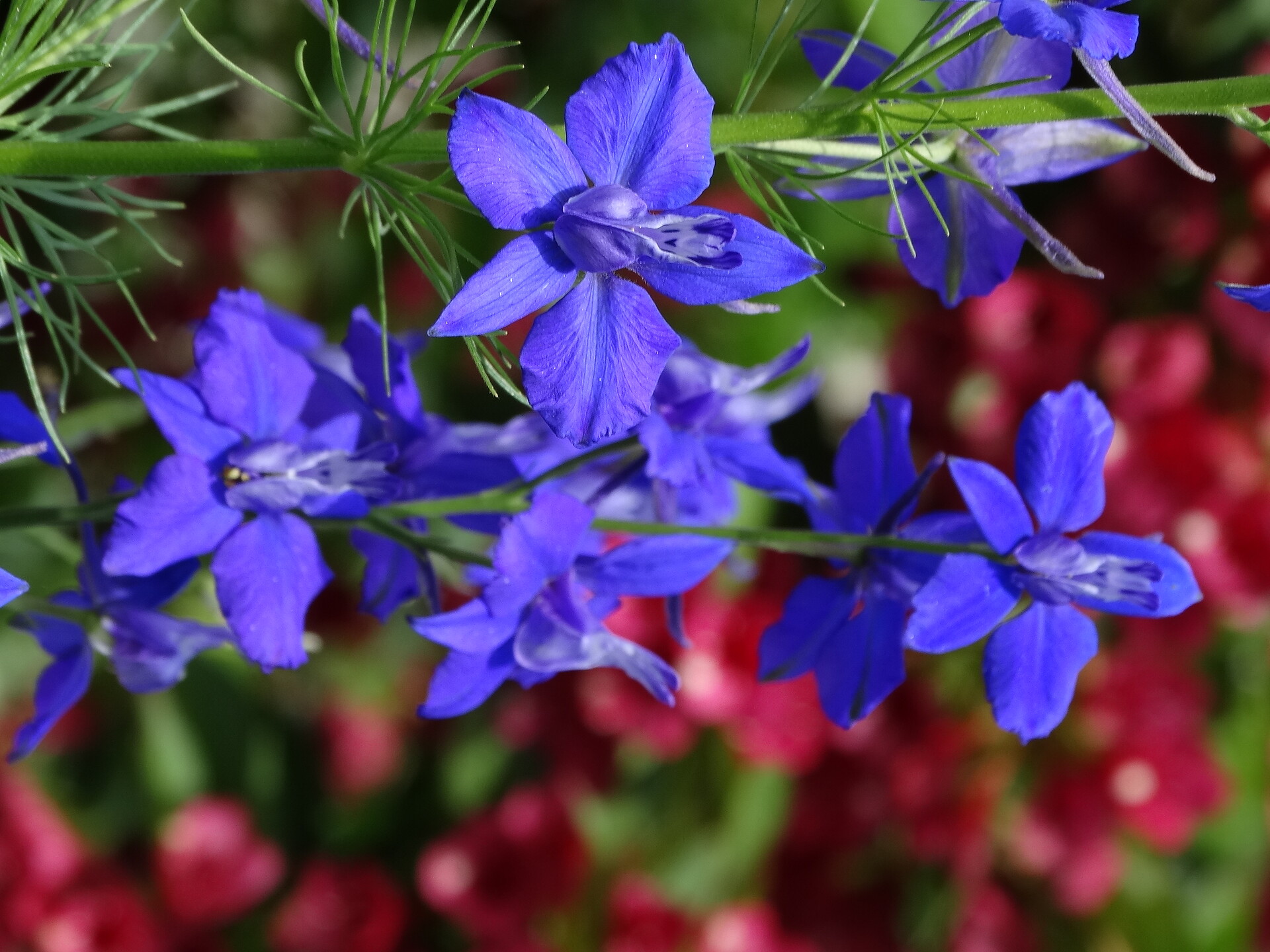 "Rittersporn" flowers