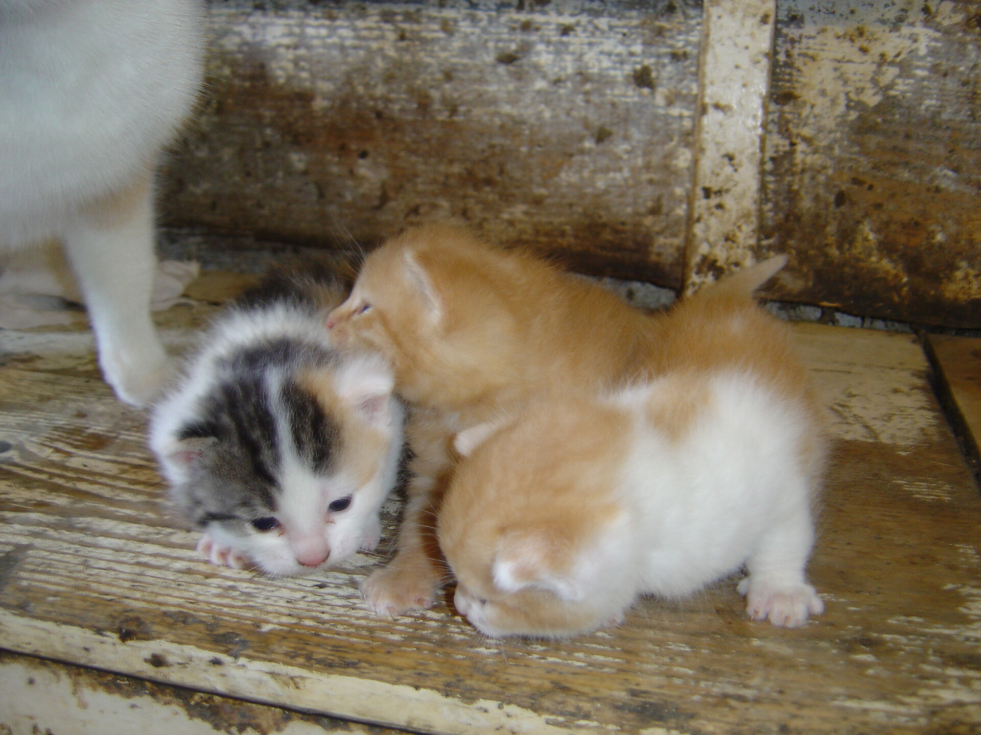 Junge Katzen