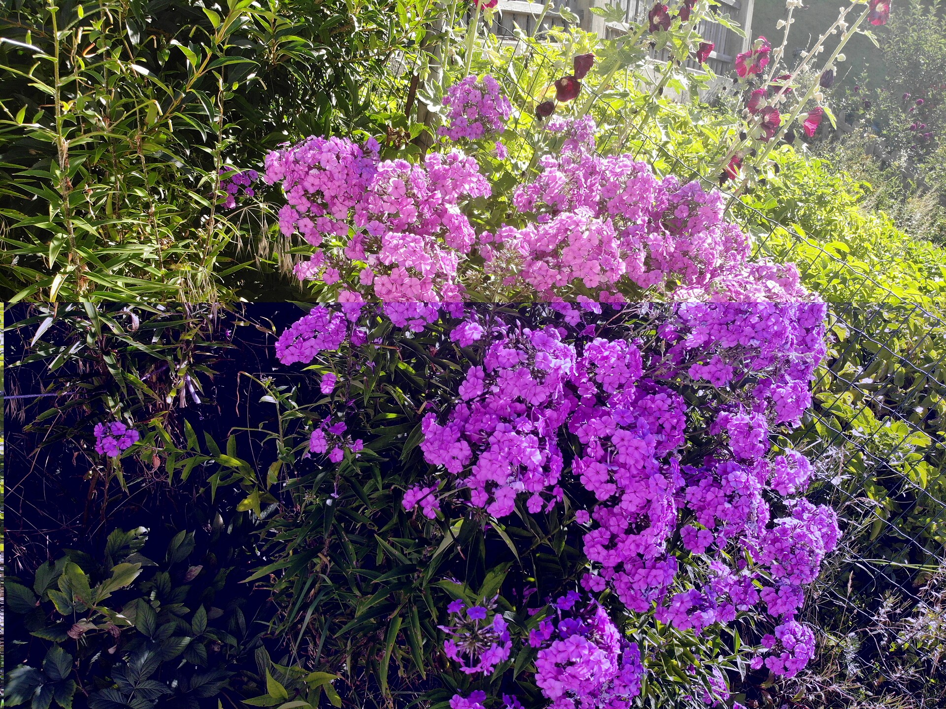 Unsere Blumen