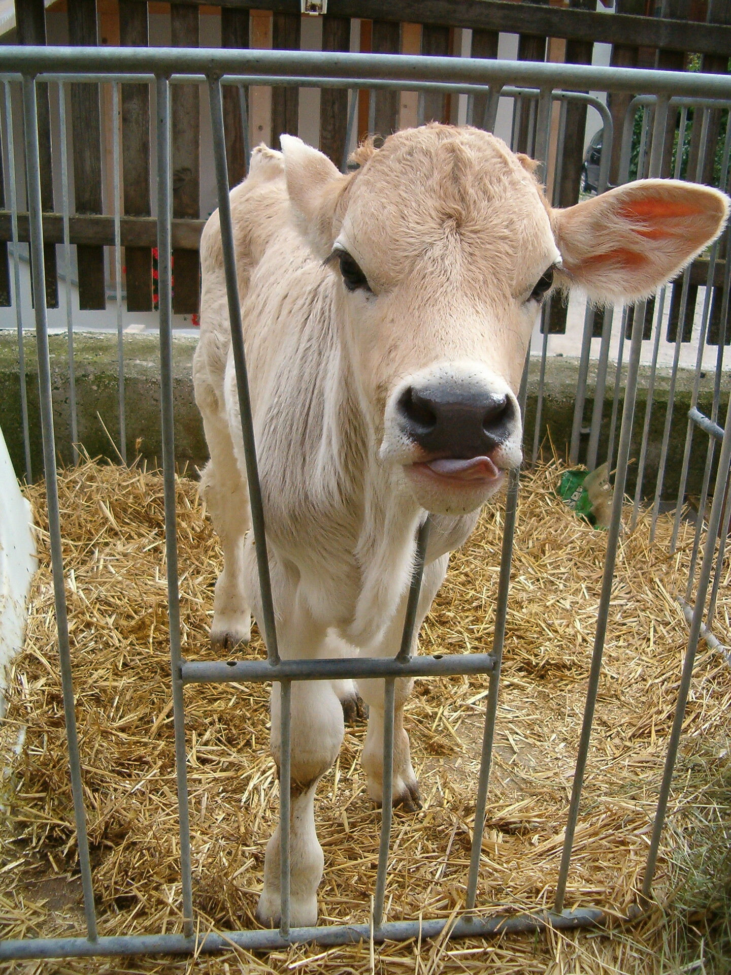 Kälbchen am Valtnerhof