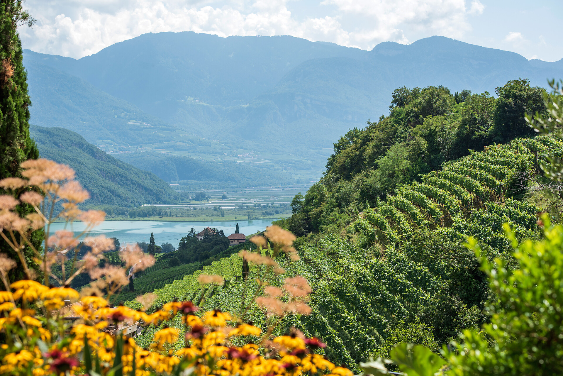 Ausblick in die Weinberge