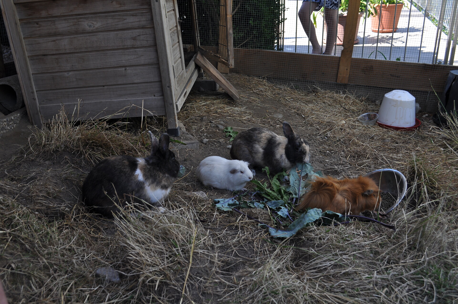 Streichelzoo mit Hasen und Meerschweinchen