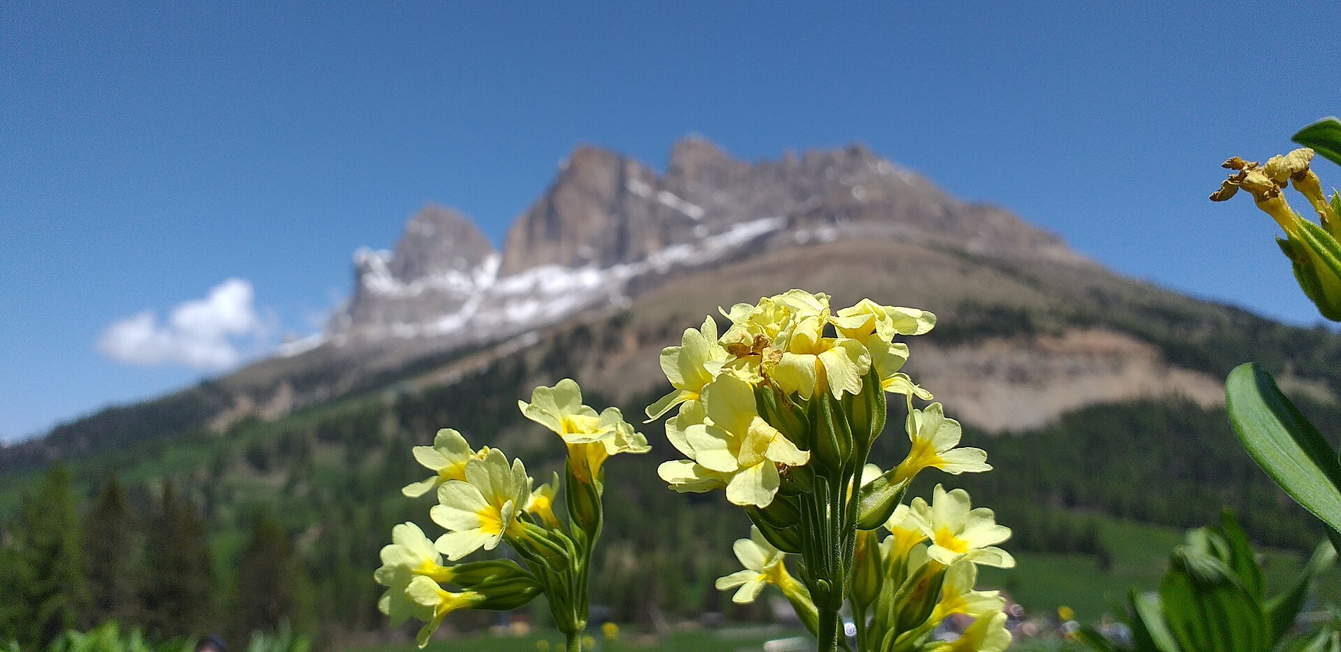 Im Frühling sind die Wiesen in tausend Farben von Blumen gekleidet