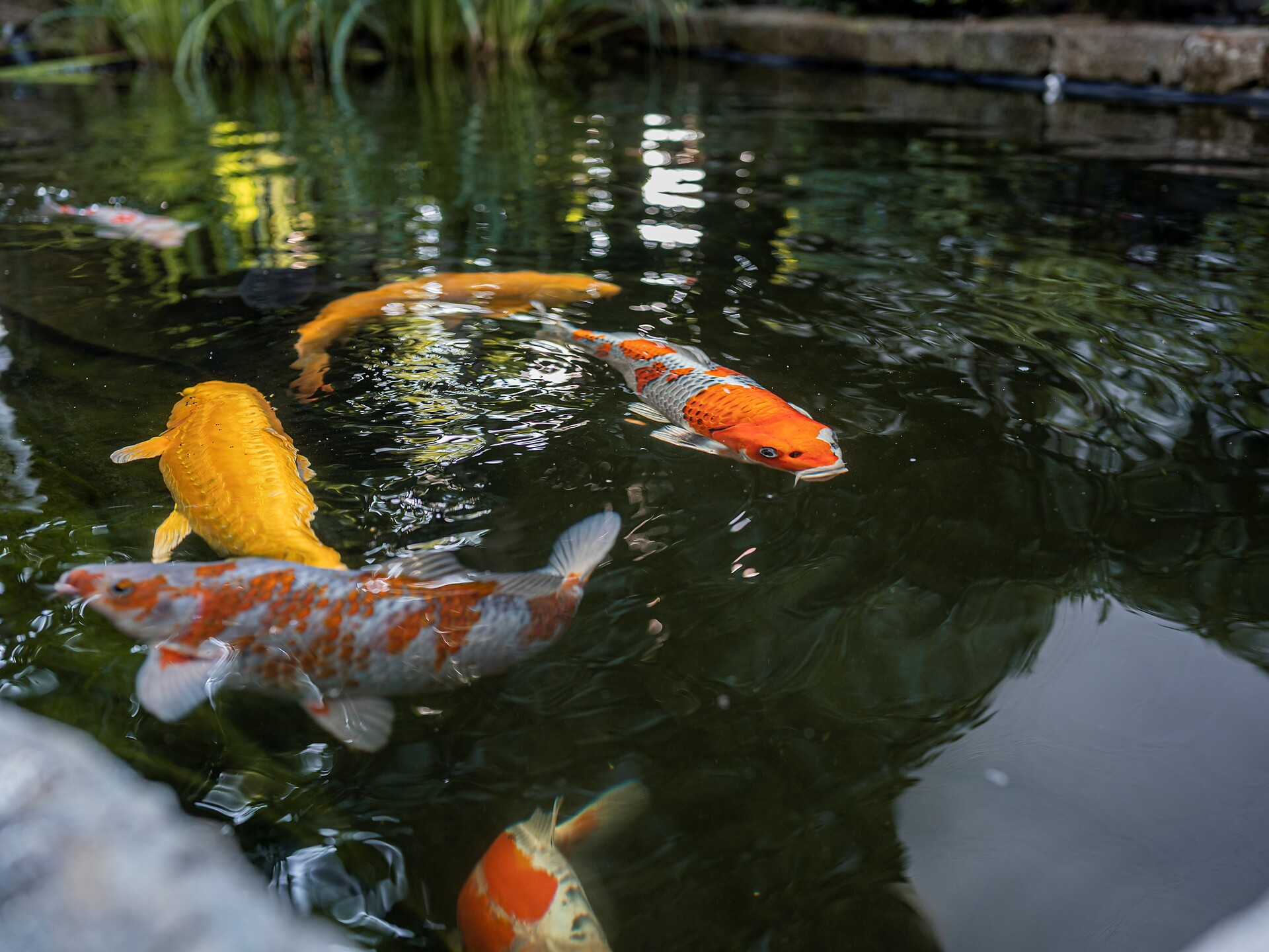 Laghetto Koi