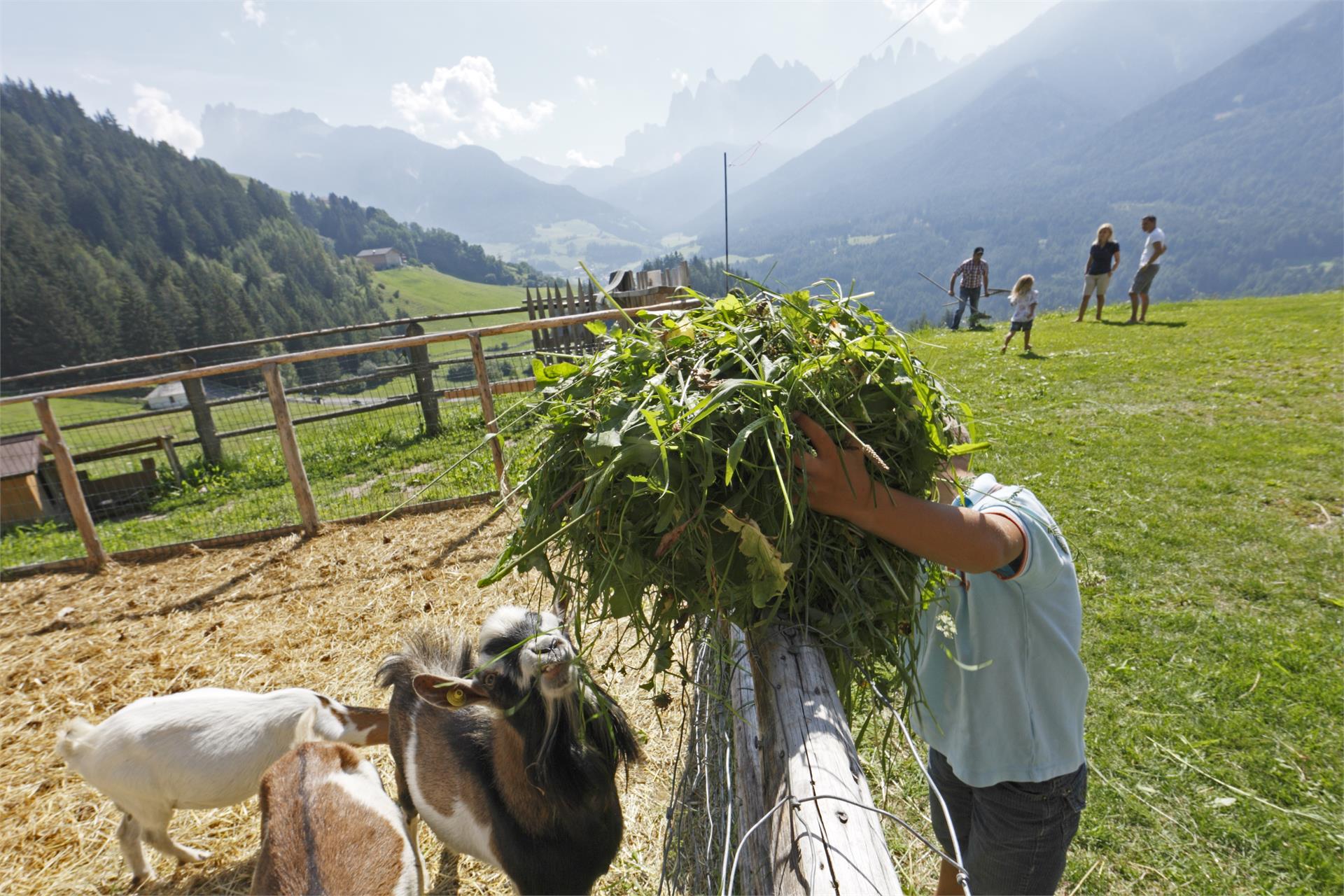 Vikolerhof Villnöss/Funes 10 suedtirol.info
