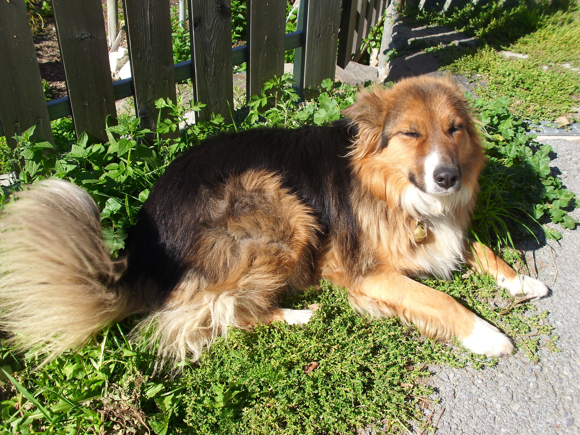 dog "Blassl"