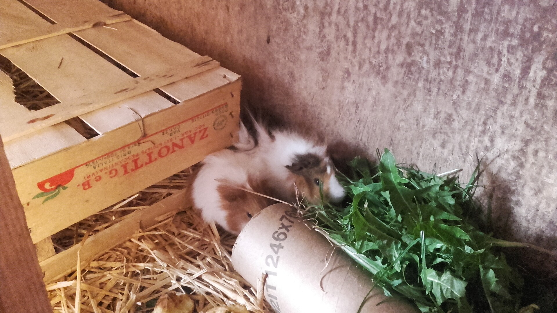 guinea pig