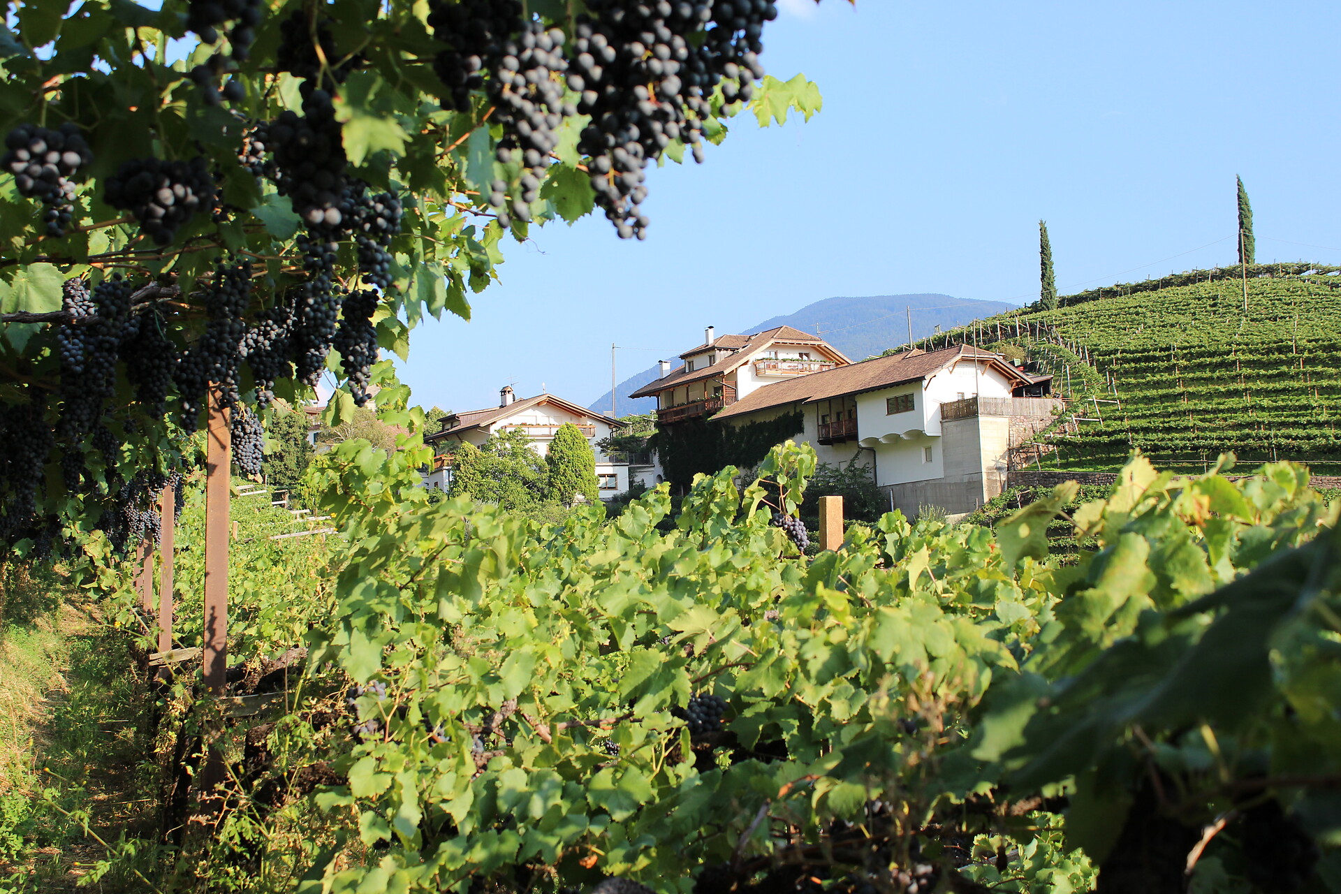 Weingut Eberlehof