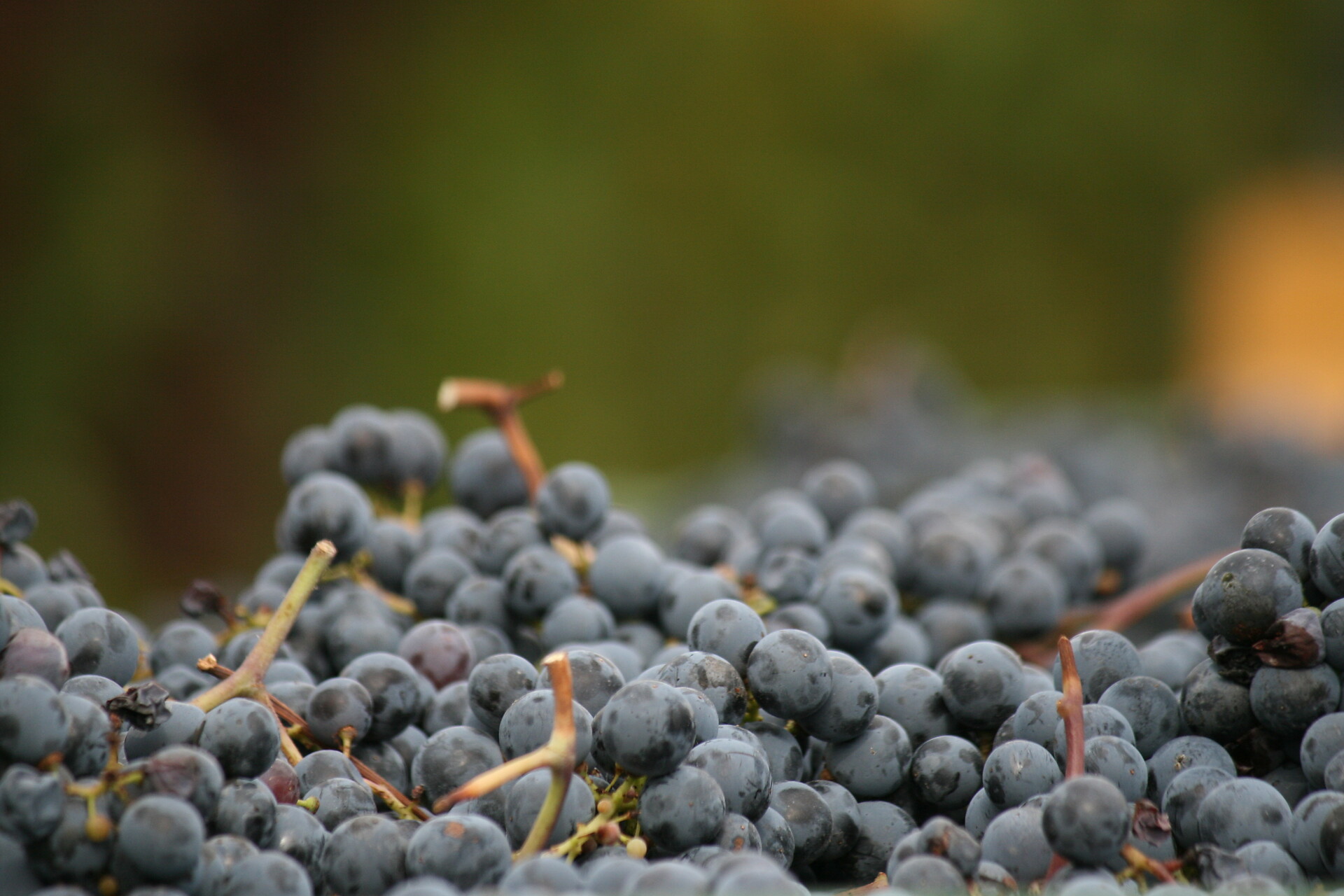 Weingut Morandell Kaltern an der Weinstraße 15 suedtirol.info