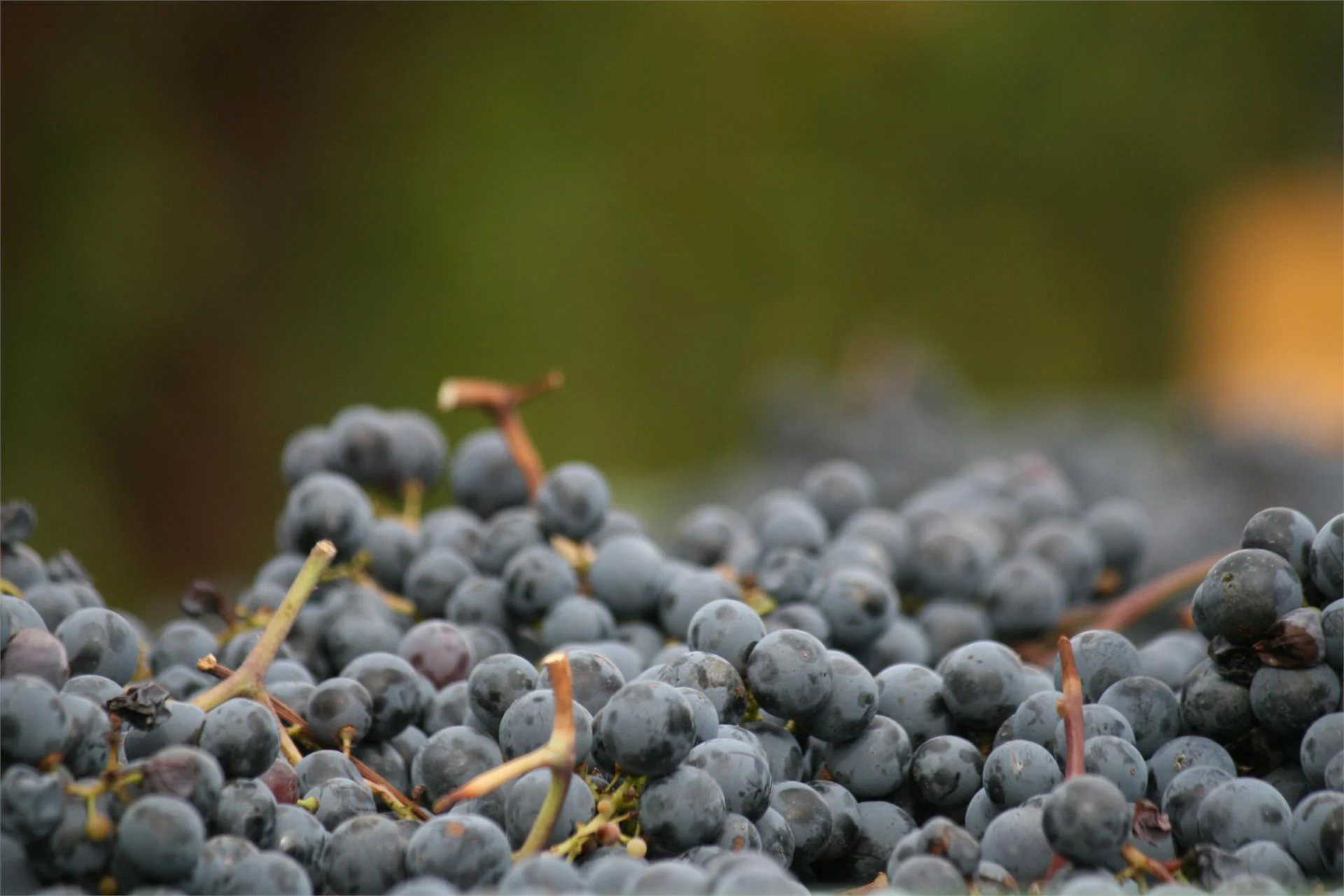 Weingut Morandell Caldaro sulla Strada del Vino 15 suedtirol.info