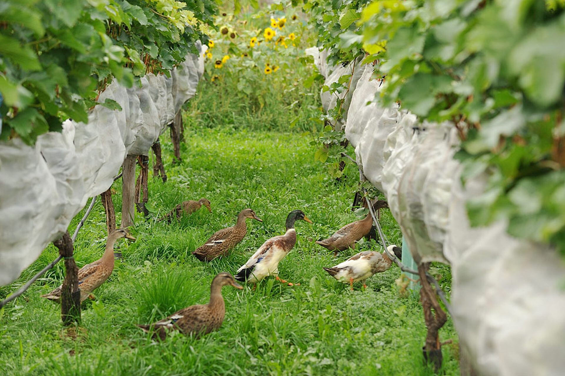Winery Santer - Brixen/Bressanone and environs - #11 - suedtirol.info