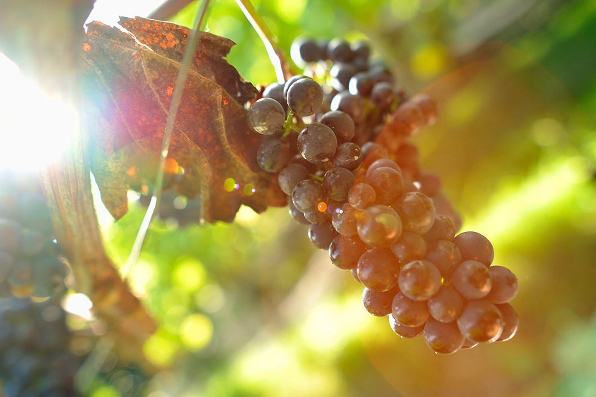 Winery Santer - Brixen/Bressanone and environs - #2 - suedtirol.info