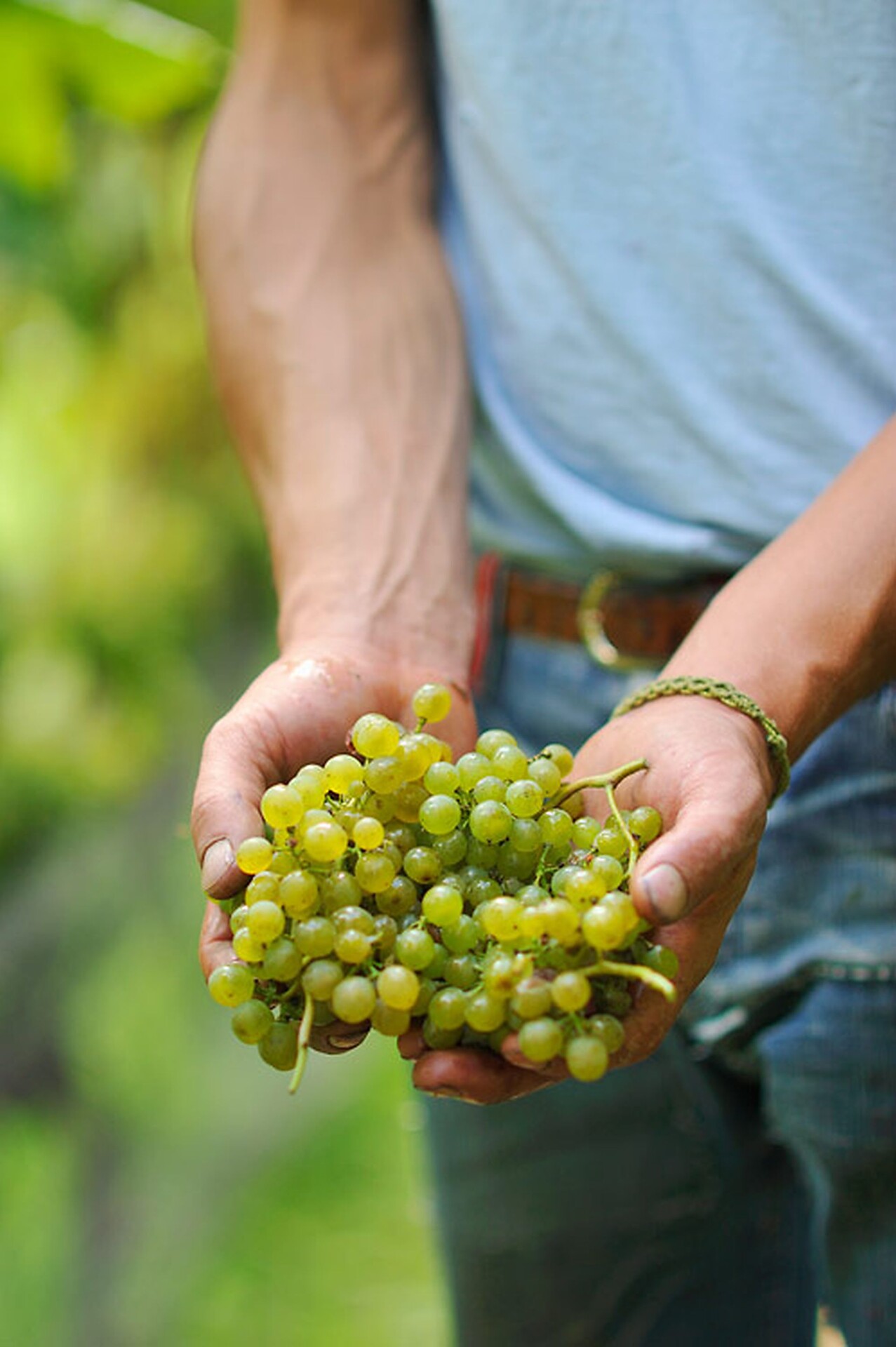 Winery Santer - Brixen/Bressanone and environs - #15 - suedtirol.info