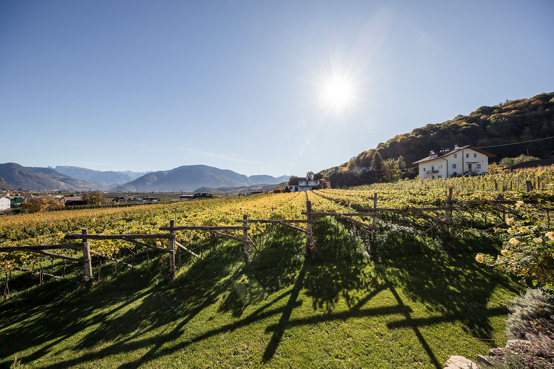 Weinberge ums Haus