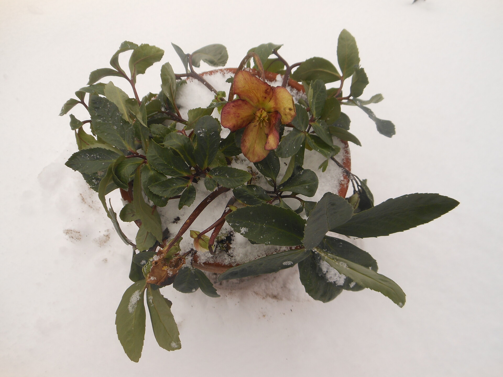 Winterblüte