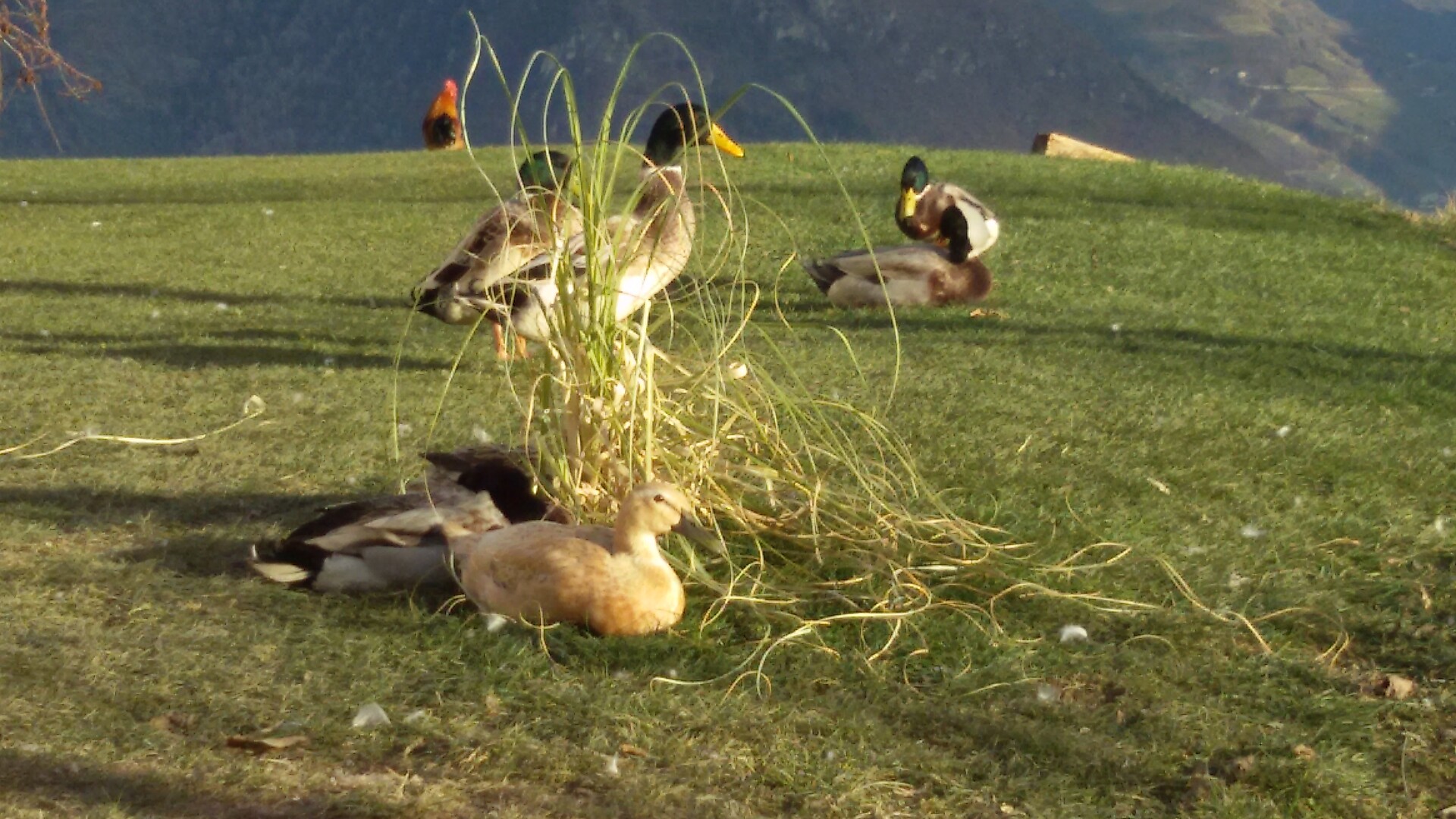 Enten