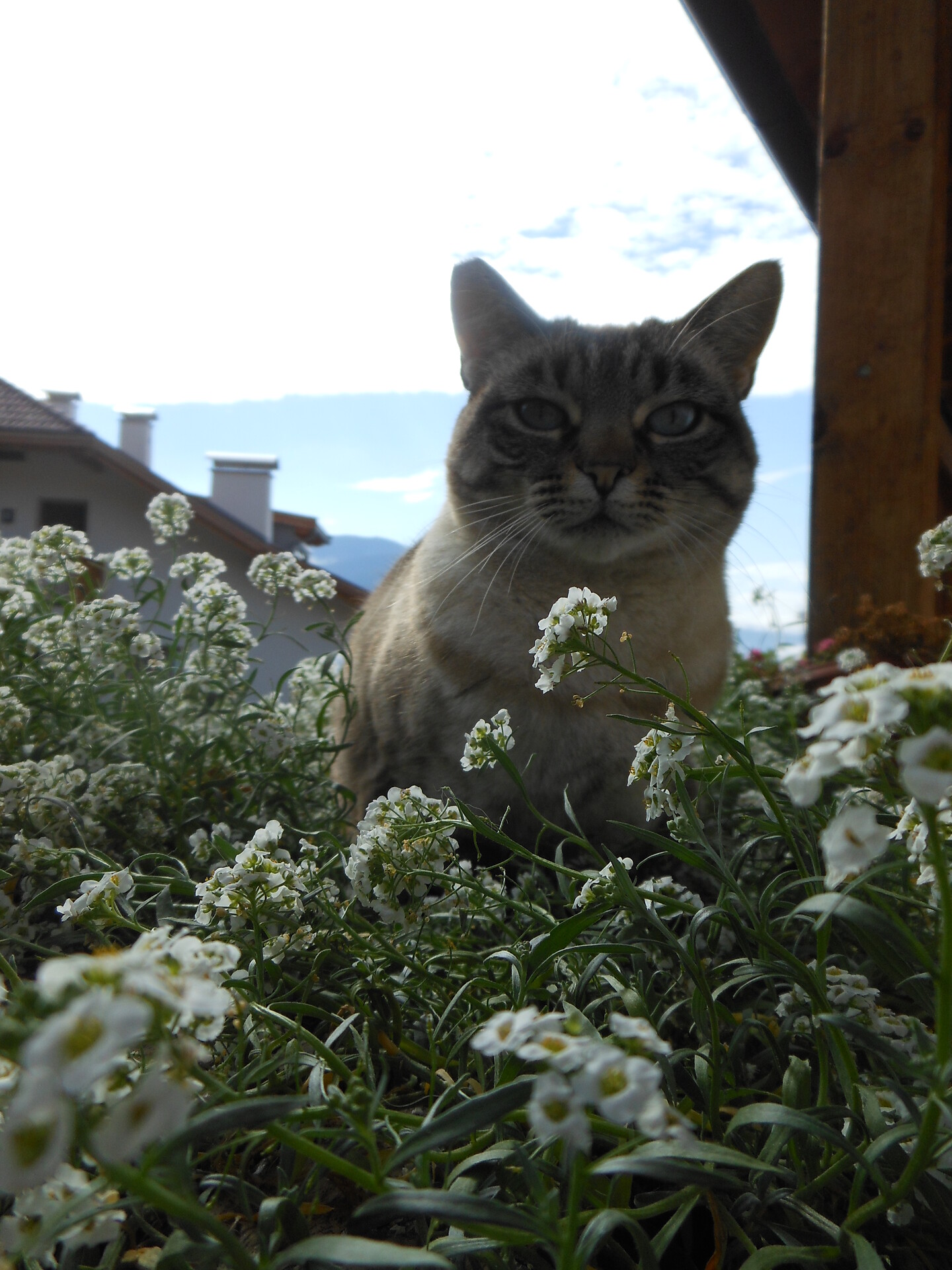 Katze Mia