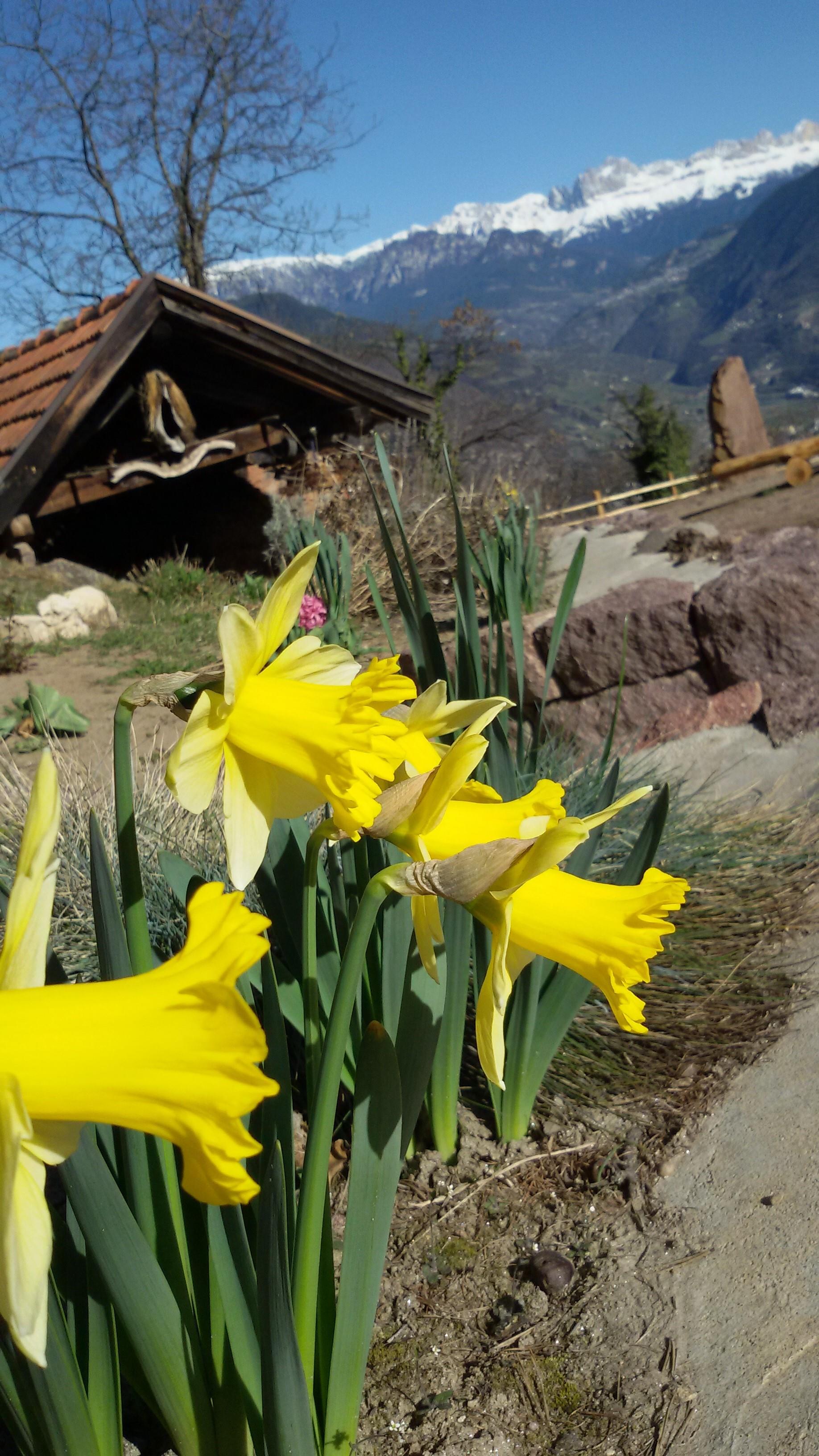 Wernerhof San Genesio Atesino 11 suedtirol.info