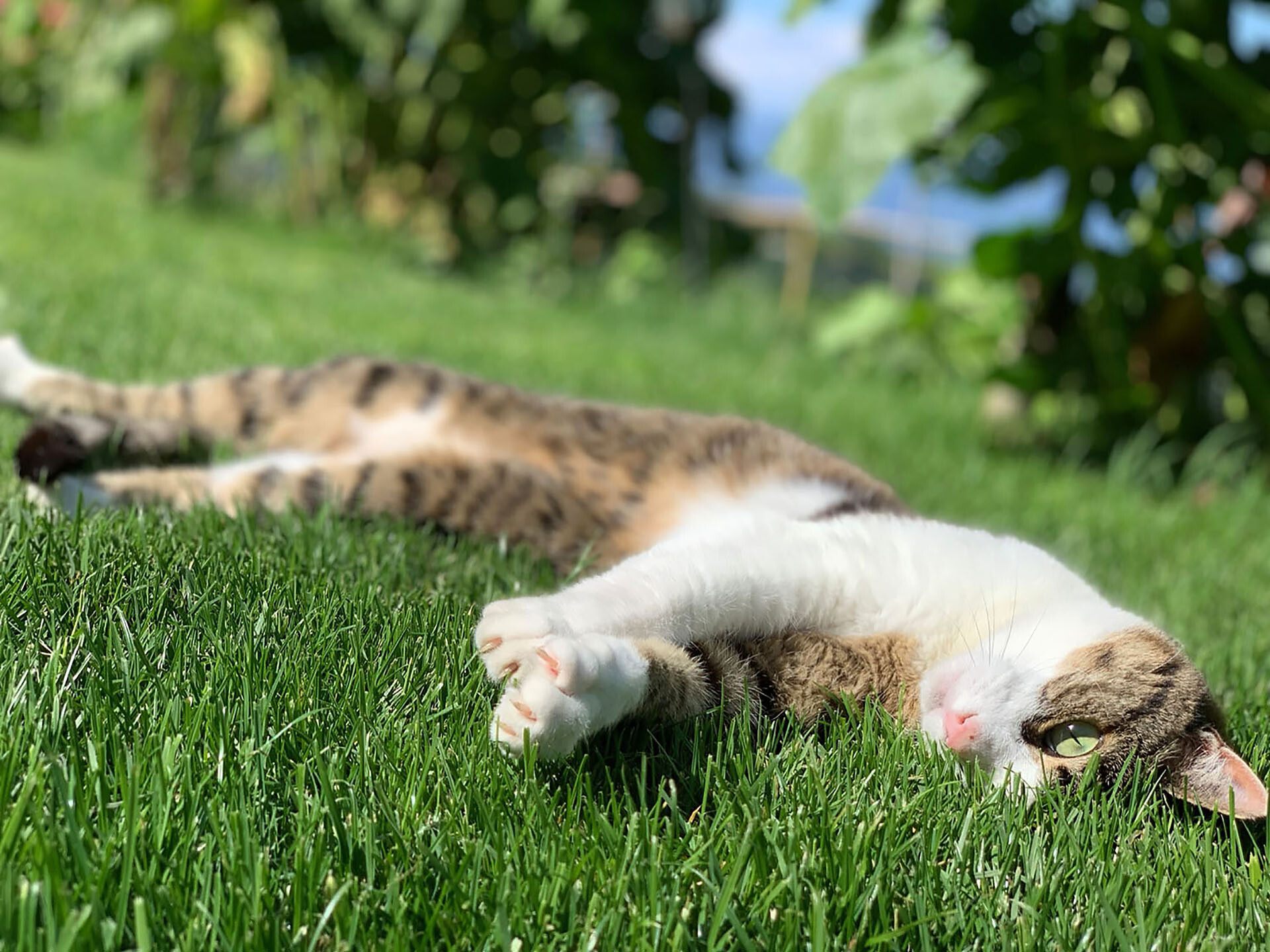 Cat