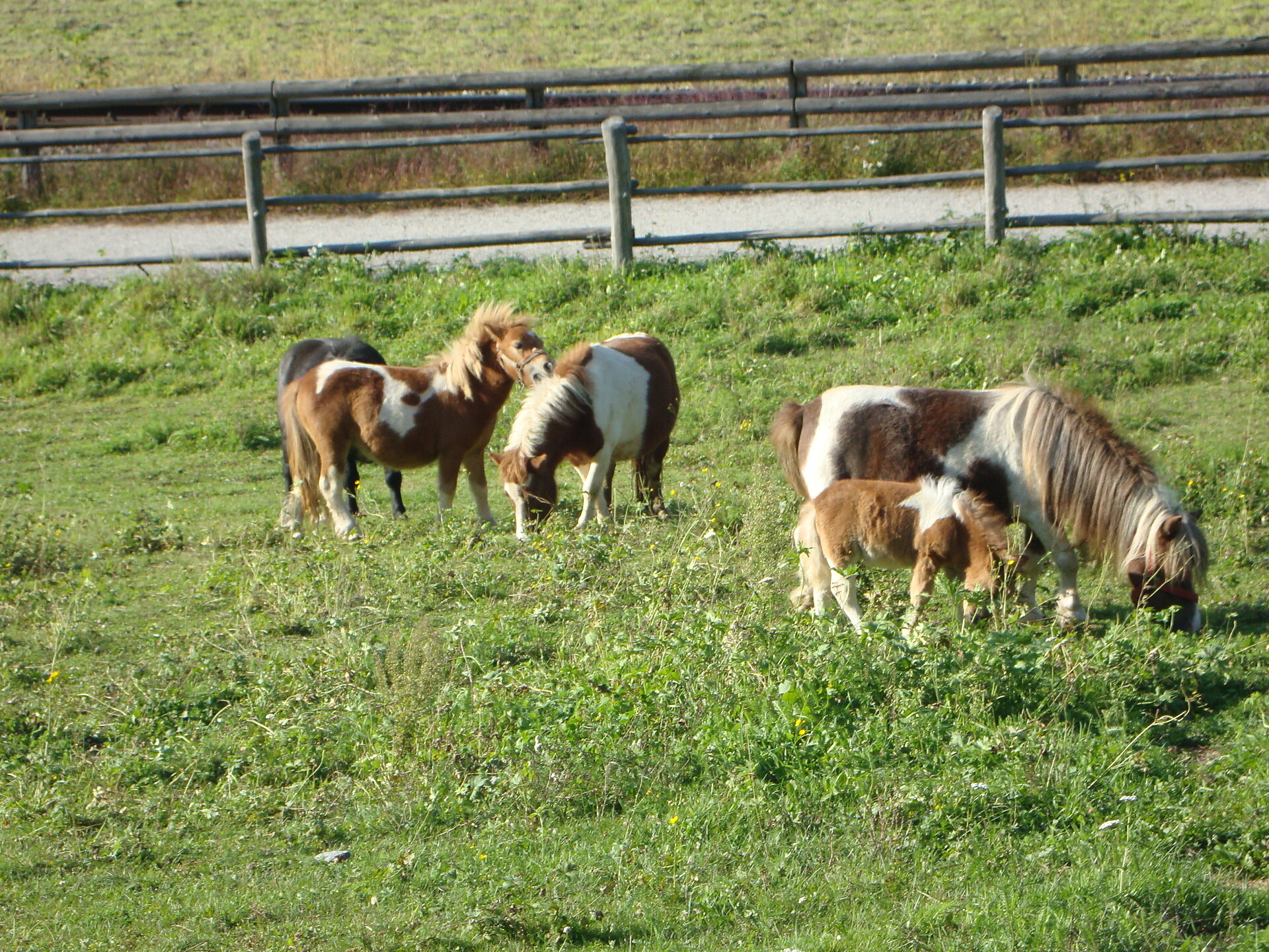 cavallini
