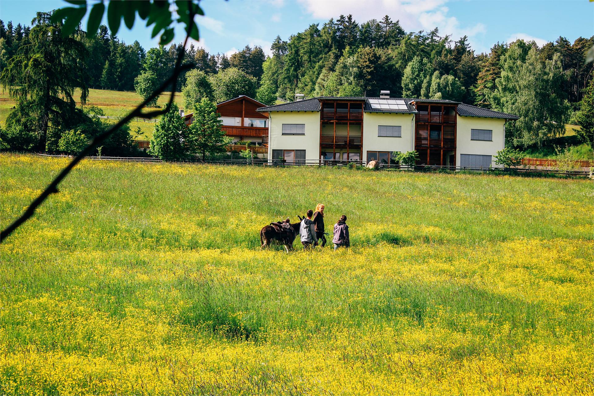 Wiesenhof Ritten 6 suedtirol.info