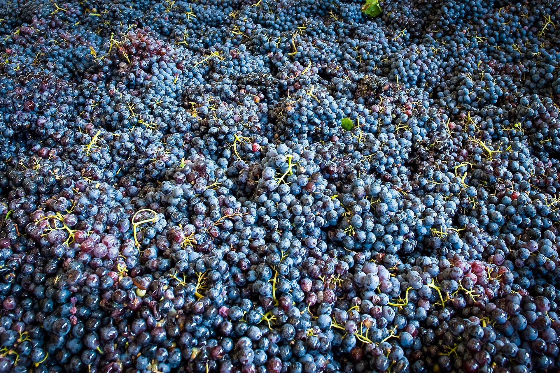 WINERY SCHMID OBERRAUTNER Bolzano/Bozen 13 suedtirol.info