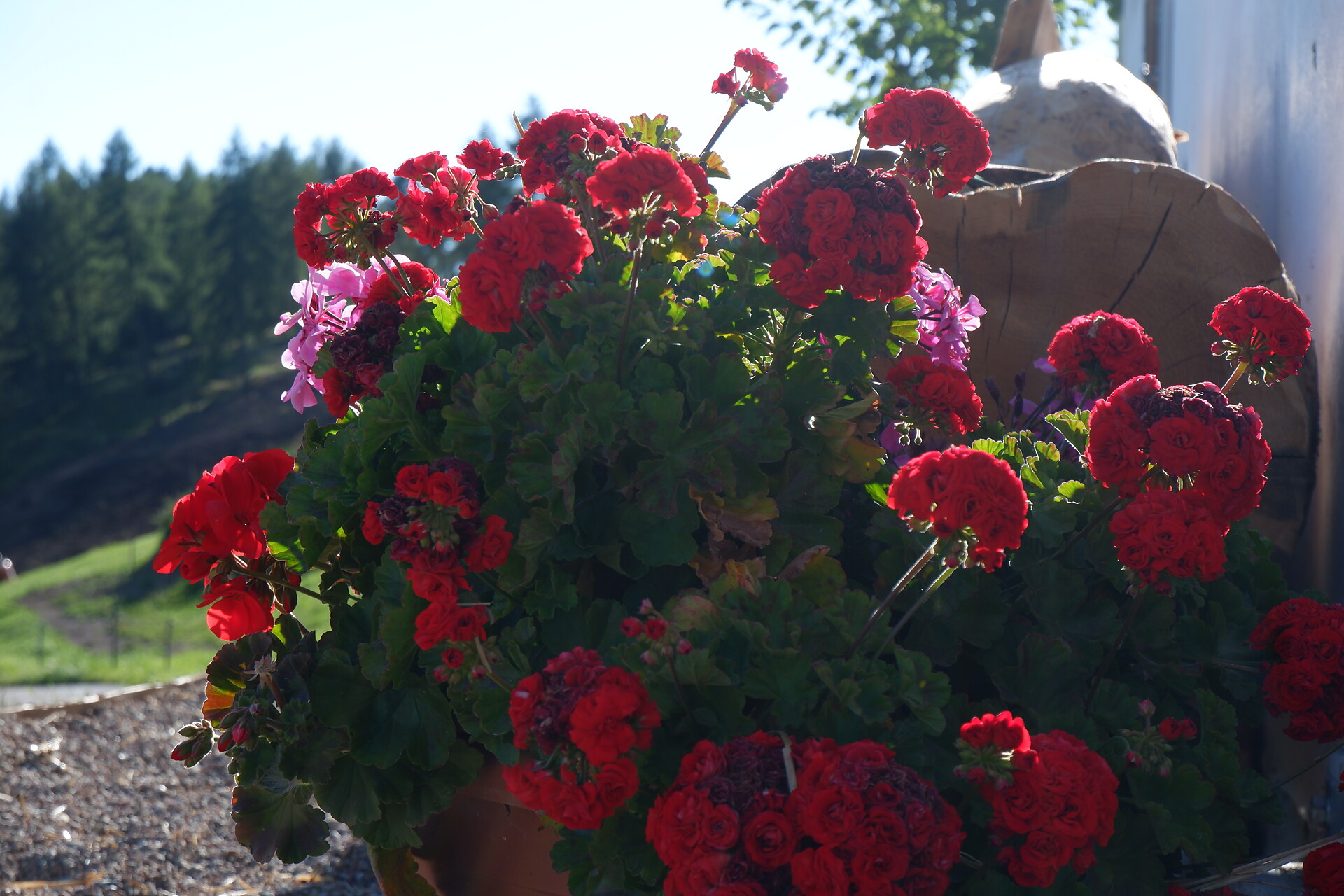 Flowers