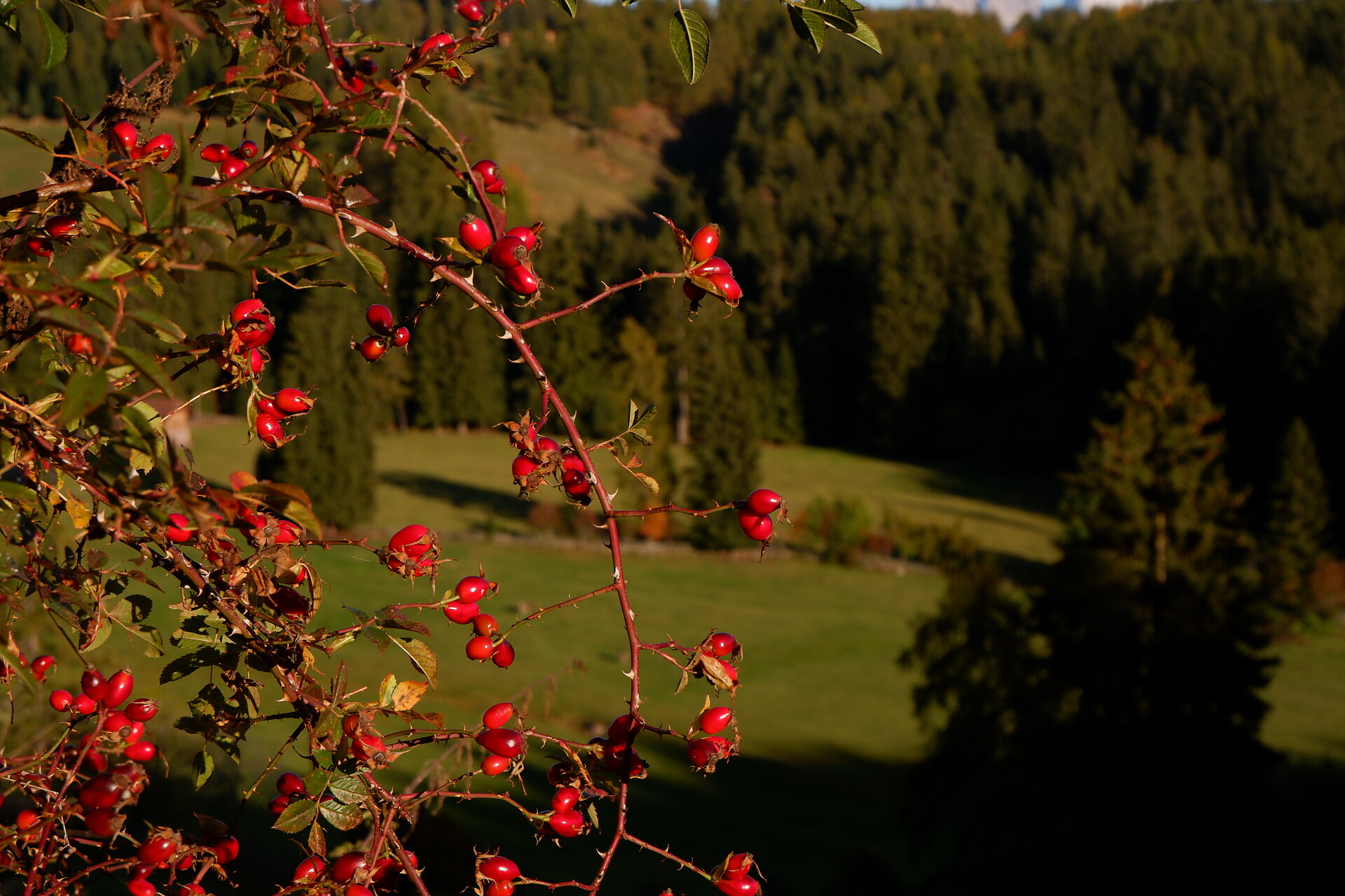 Autumn