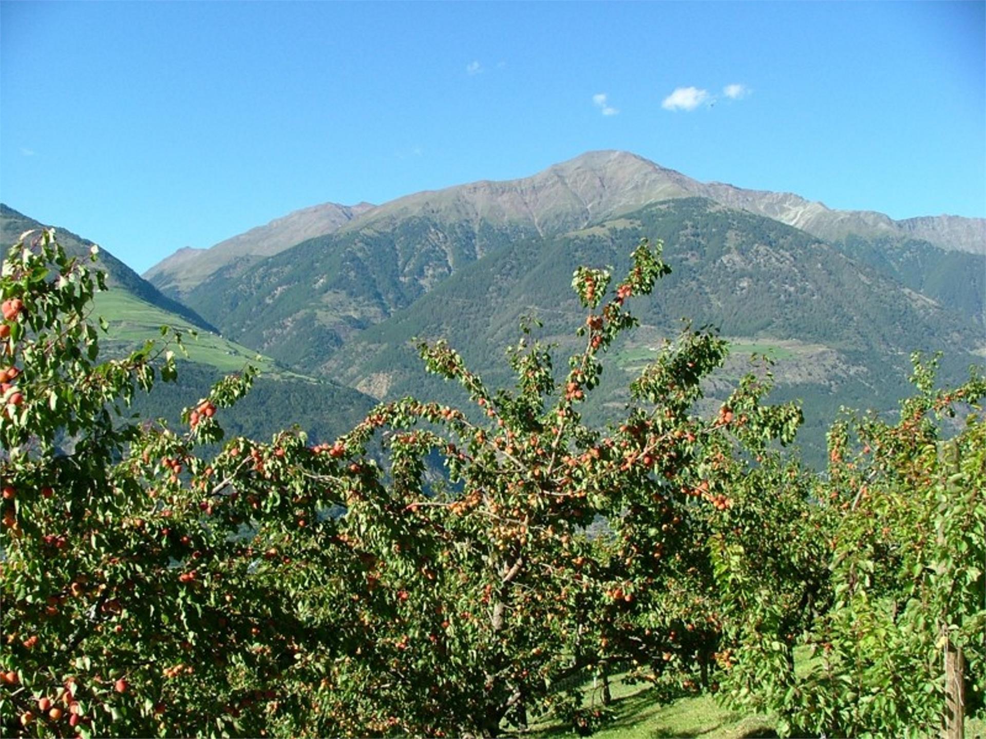 Wiebenhof Schlanders 2 suedtirol.info