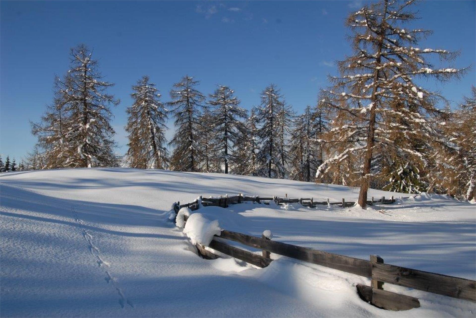 Wietererhof San Genesio Atesino 19 suedtirol.info