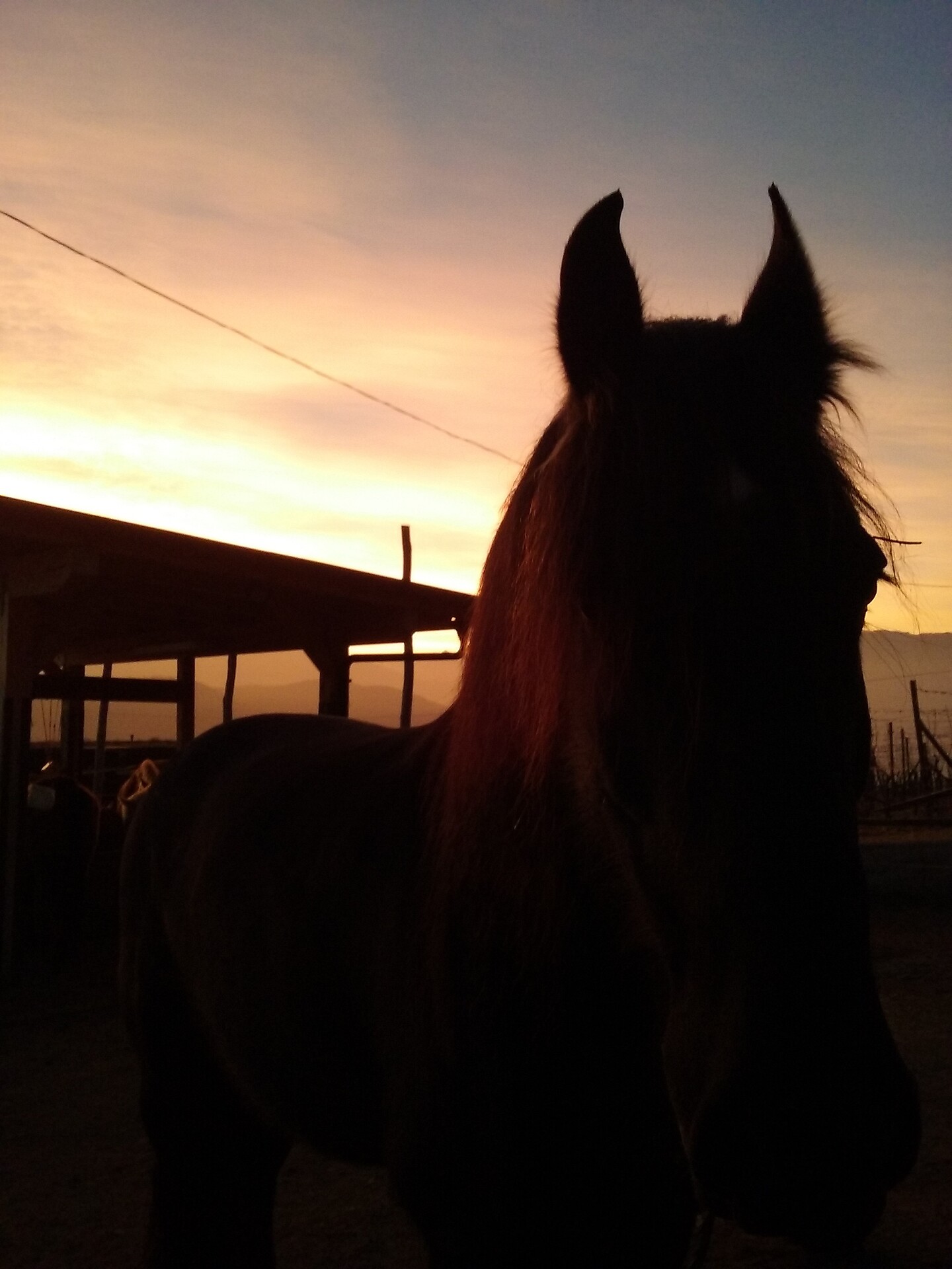 horse