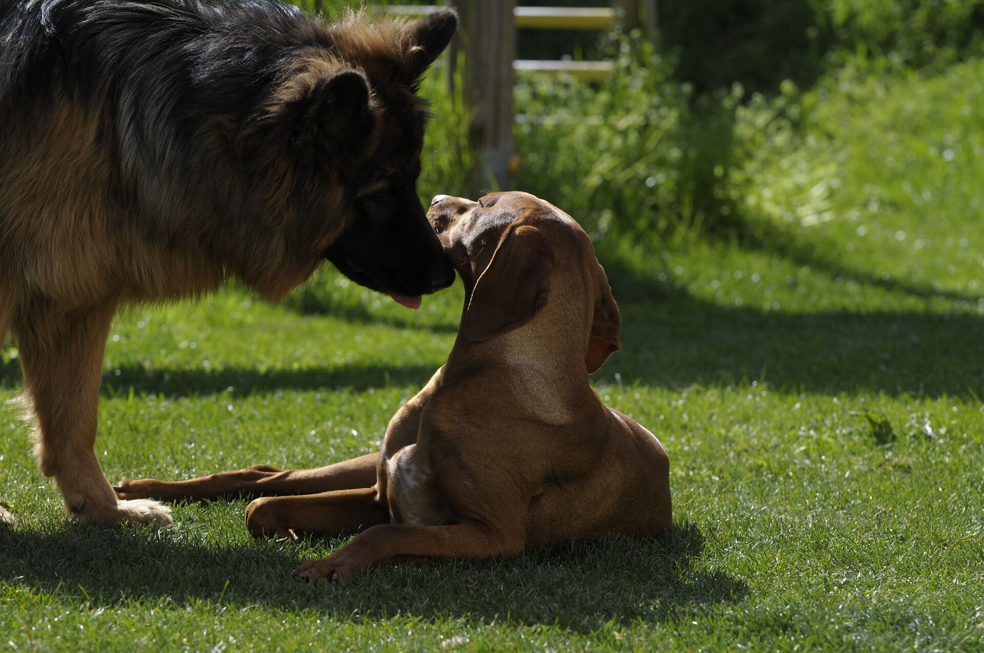dog