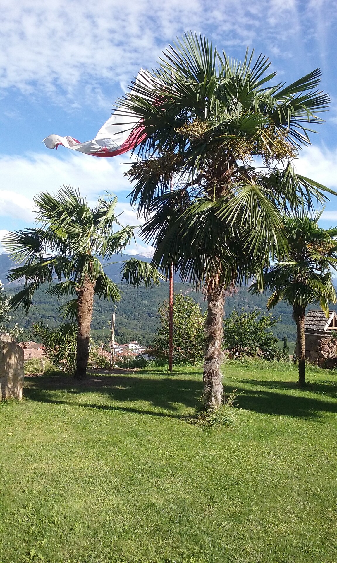 Palmen