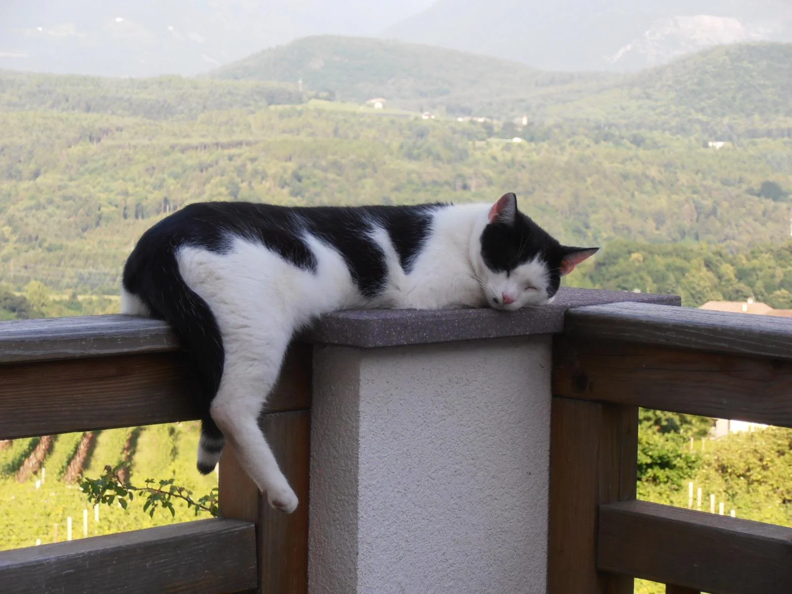 Wiesmüllerhof Kaltern an der Weinstraße/Caldaro sulla Strada del Vino 28 suedtirol.info