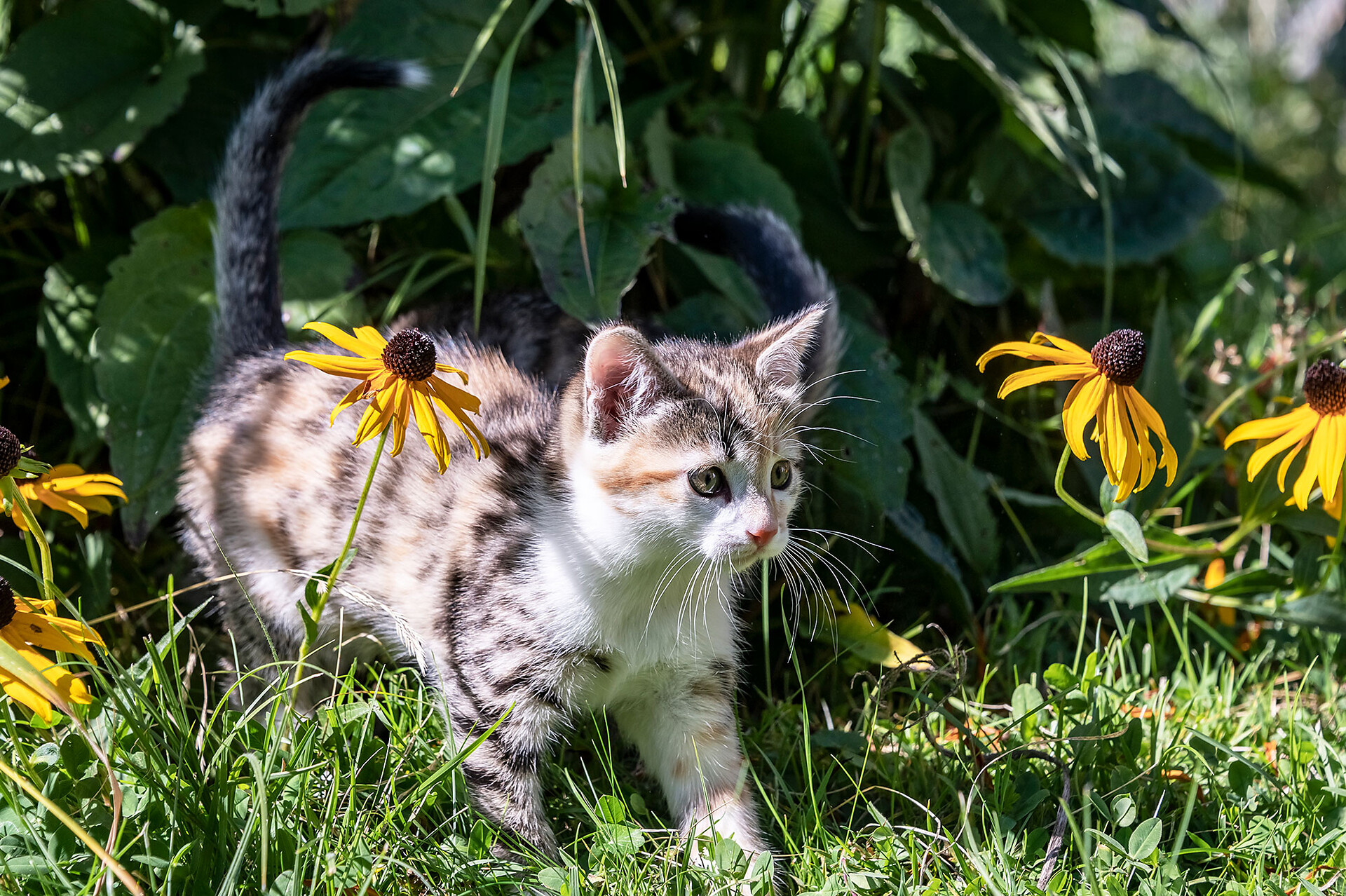 Gatto