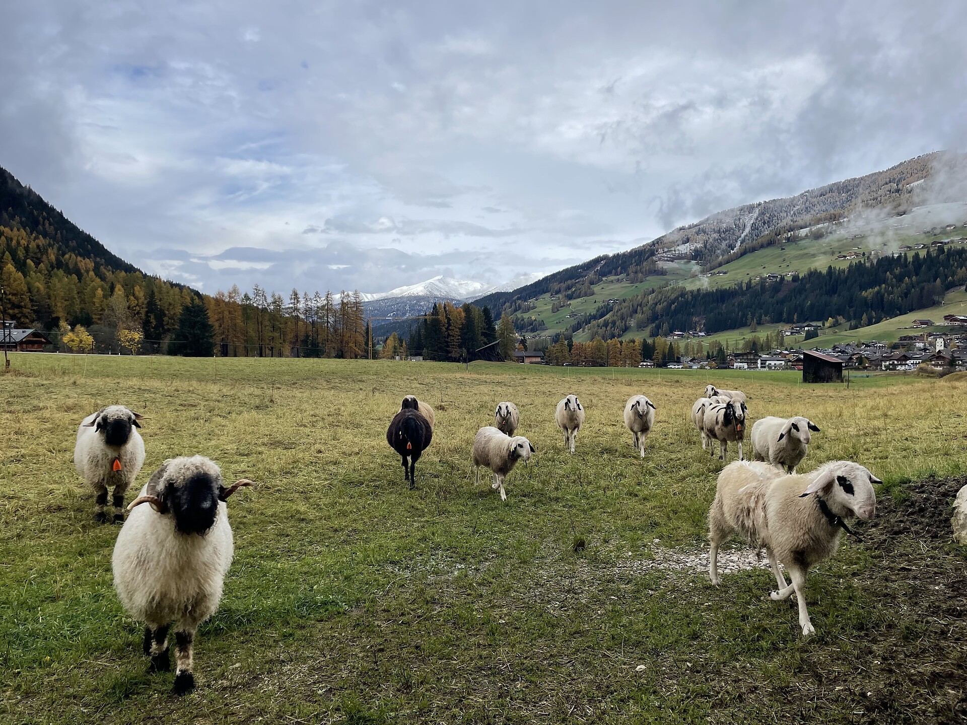 Unser Schafe