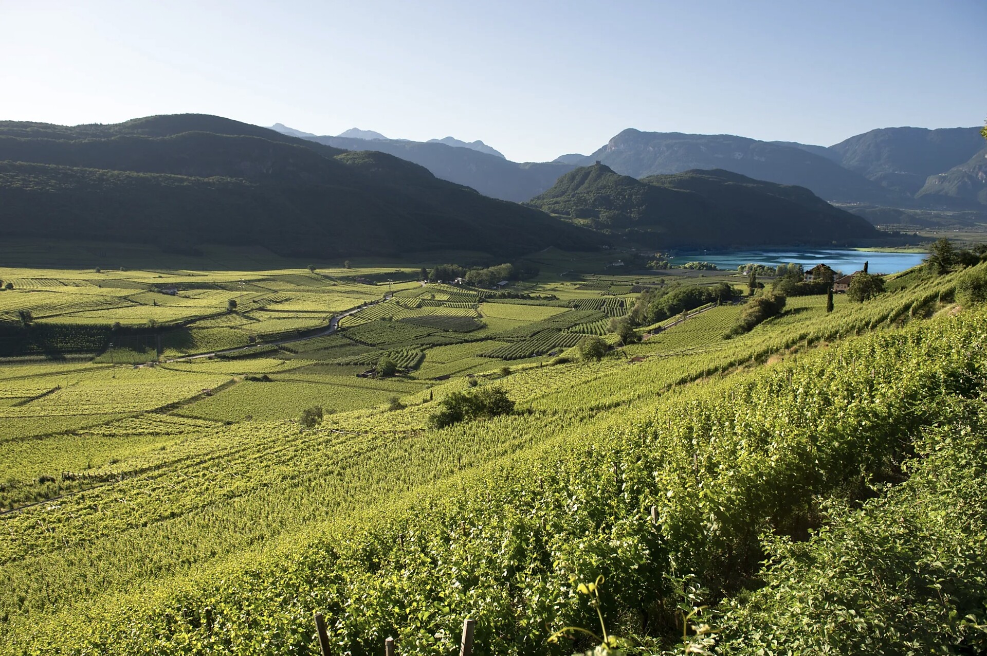 Lago di Caldaro and vineyards