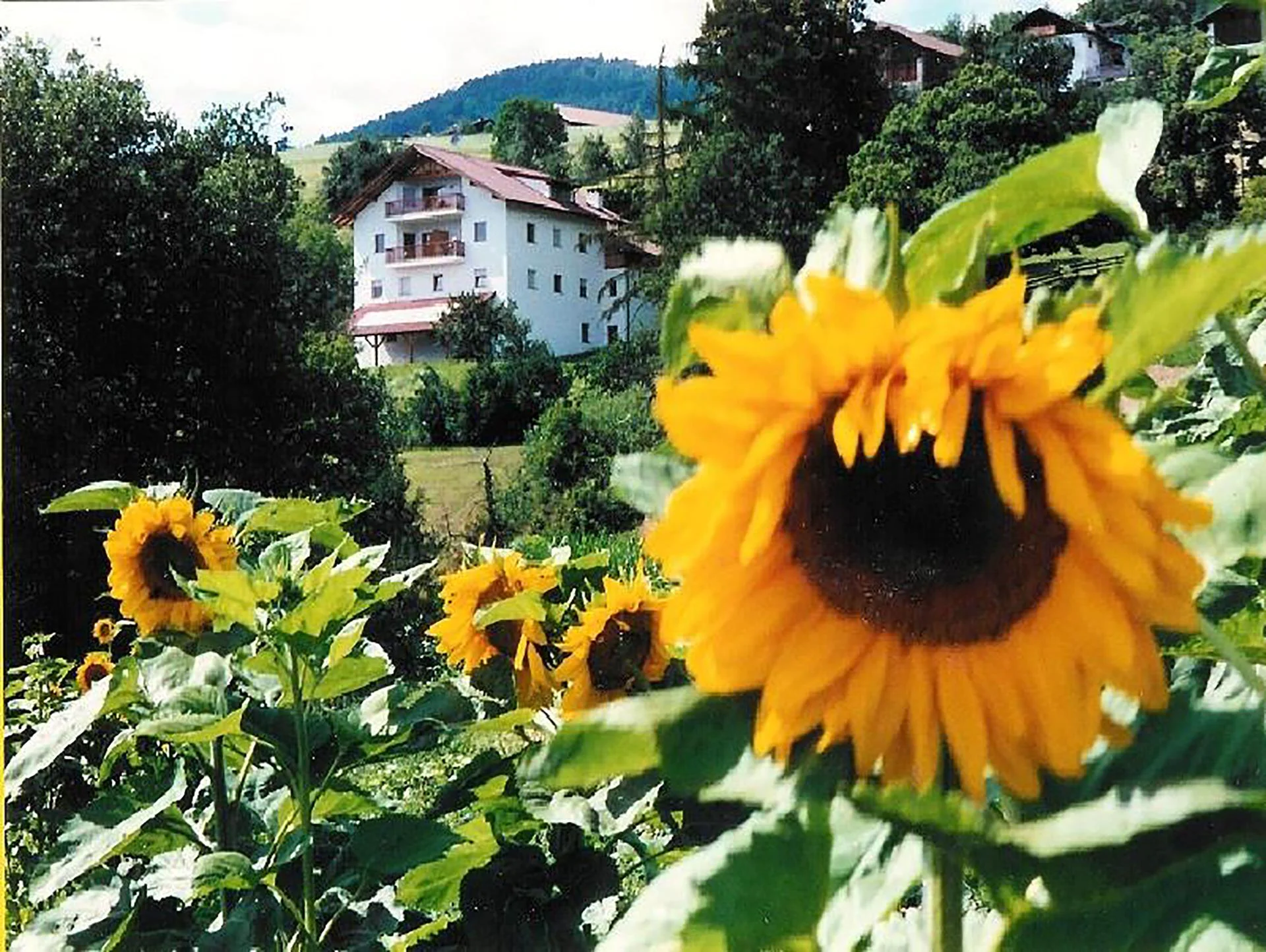 Wiesman Hof San Genesio Atesino 13 suedtirol.info