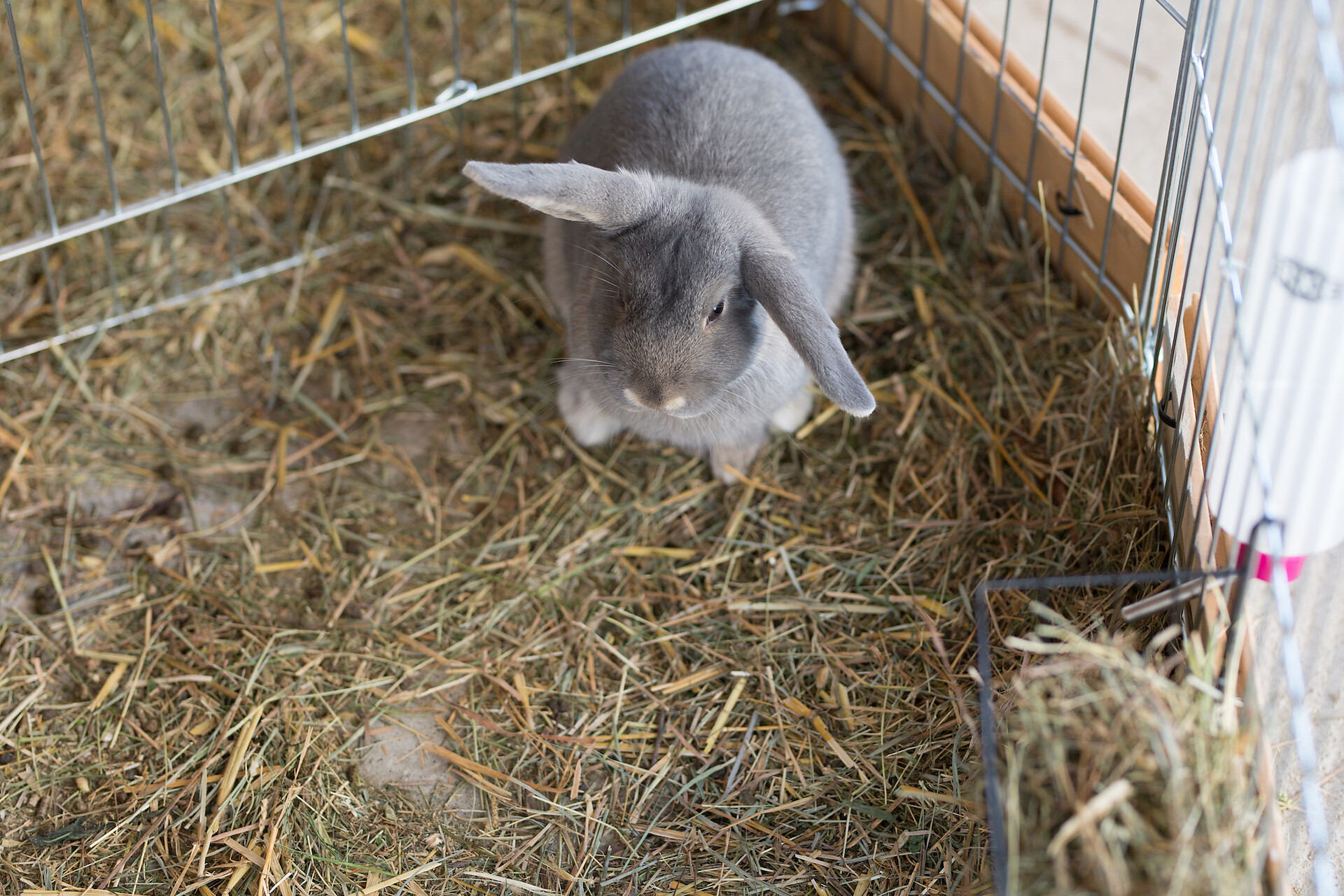 "Flauschi" unser Kaninchen