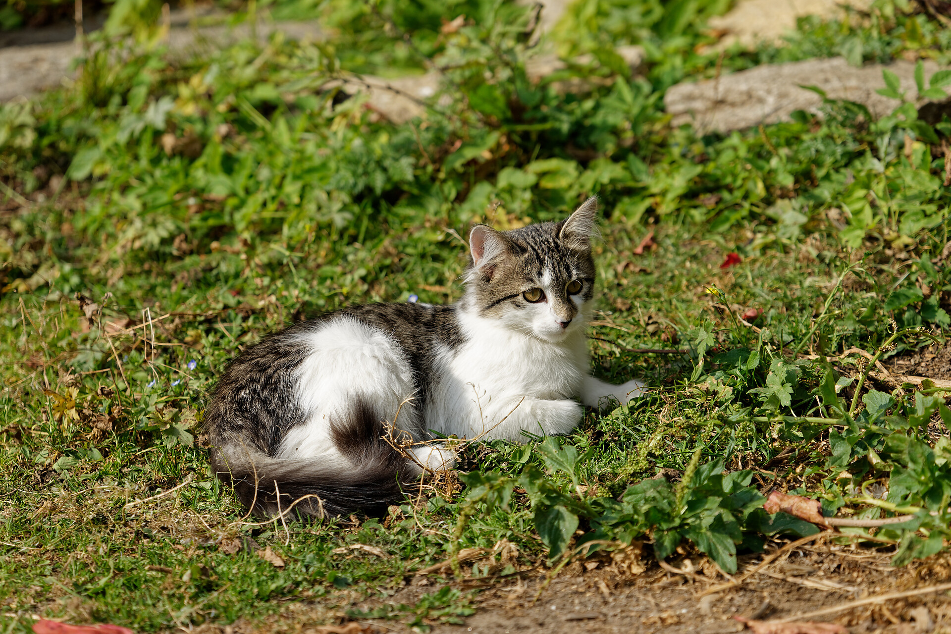 Katze