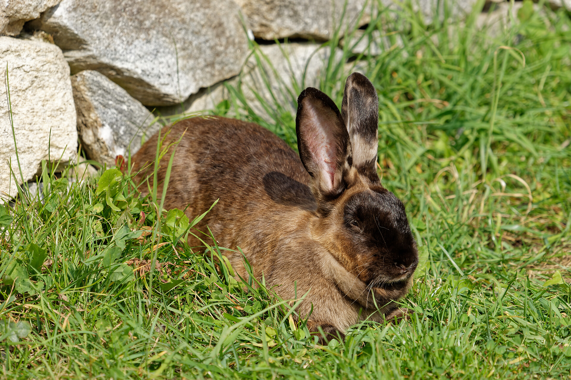 Hase