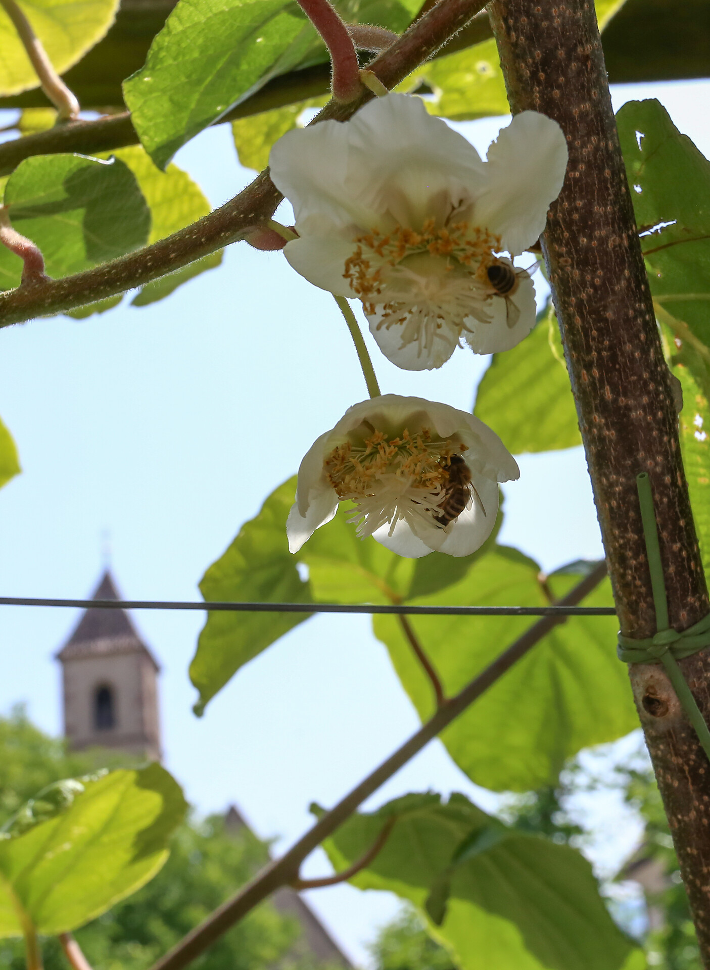 Kiwiblüte