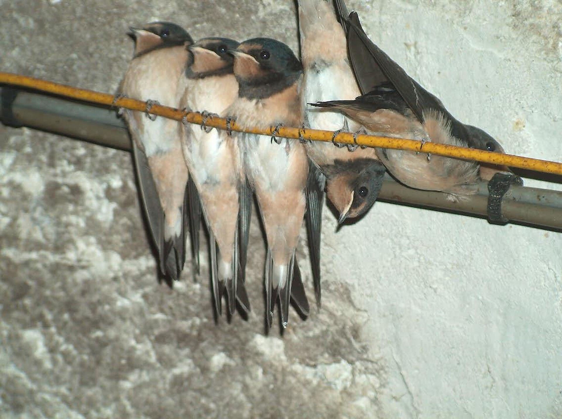 tierische Gäste