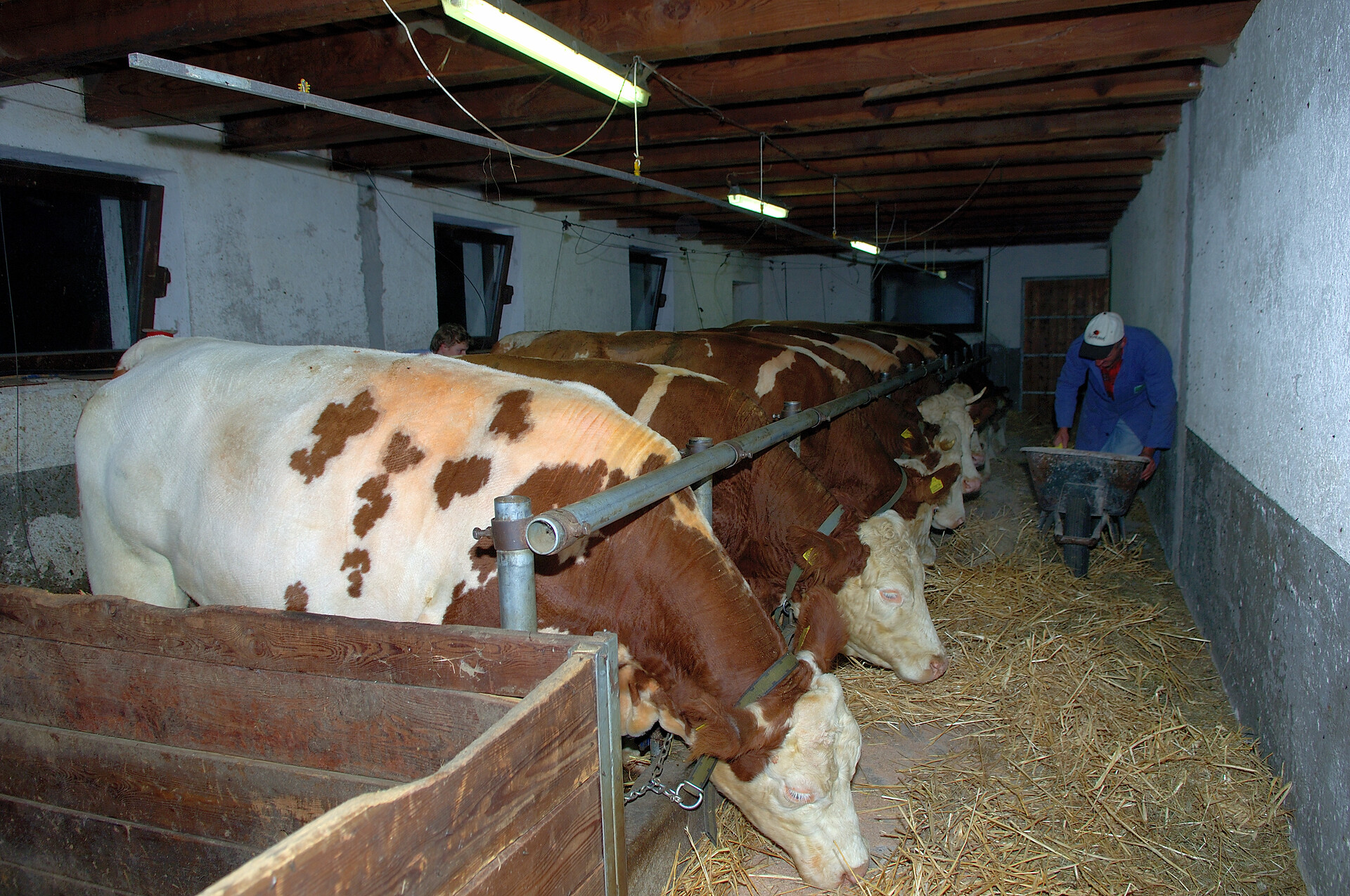 Cow