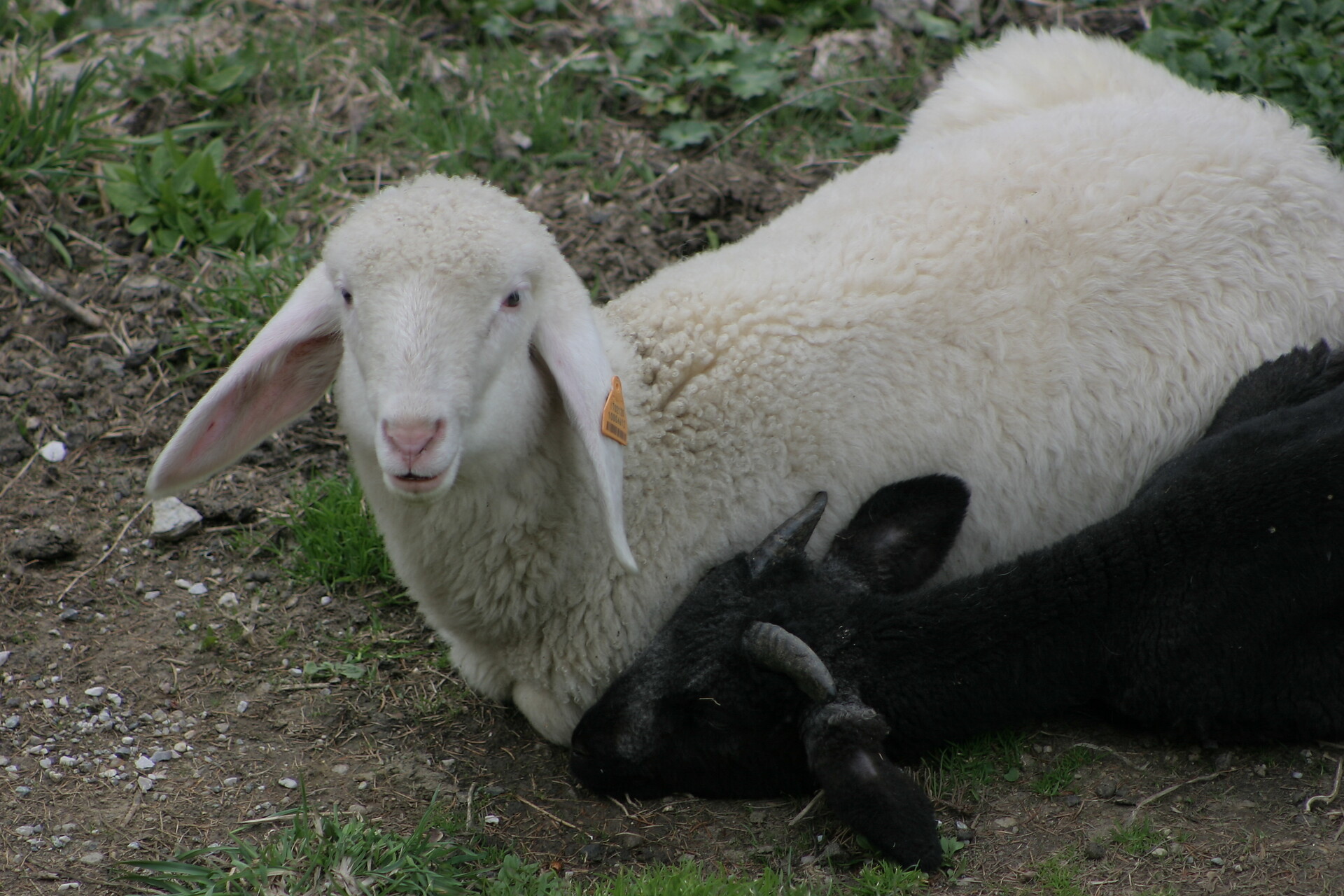 Sheep