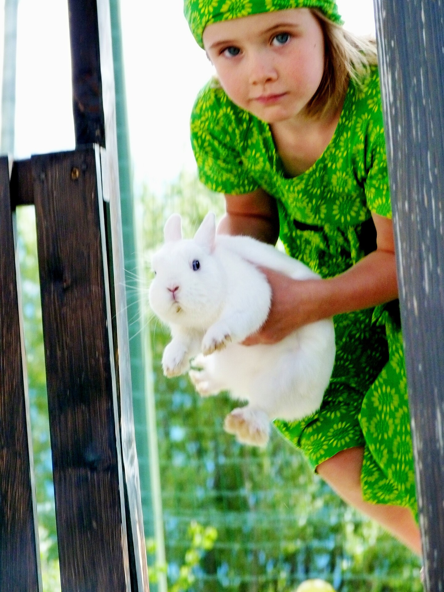 Rabbit