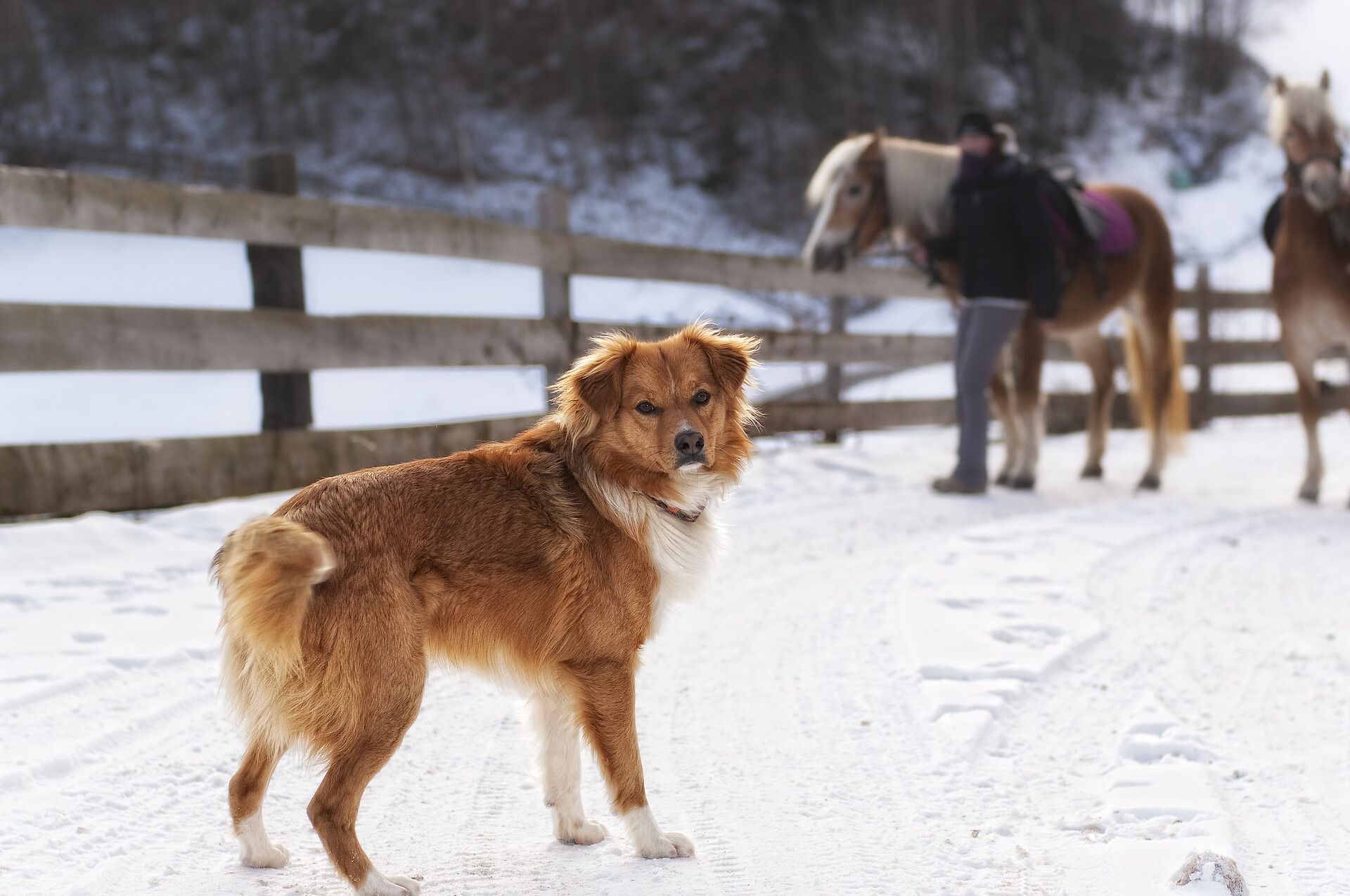 Our animals